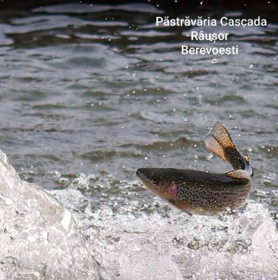Pastravaria Cascada Rausor... - Pastravaria Cascada Rausor