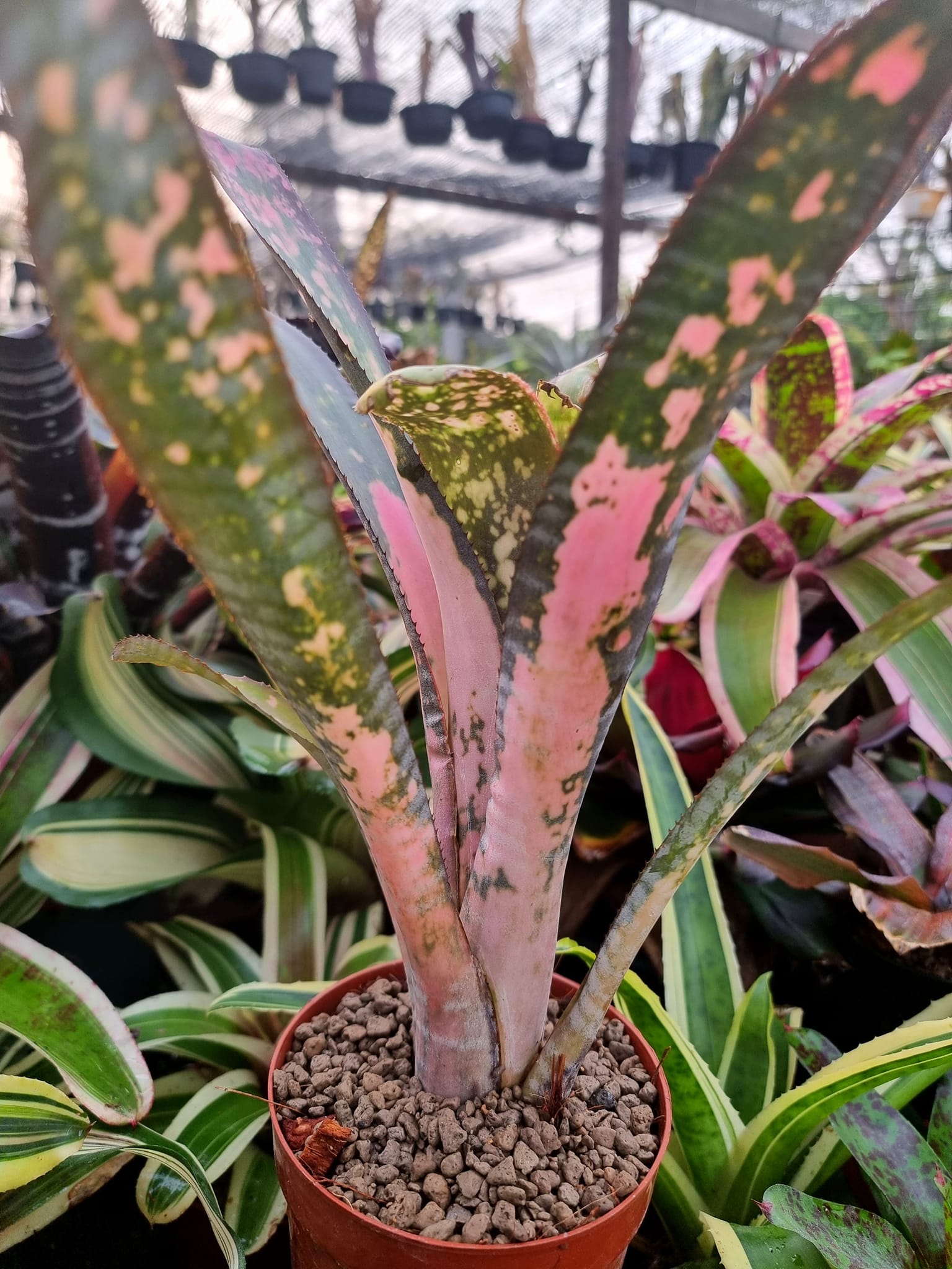 Billbergia.