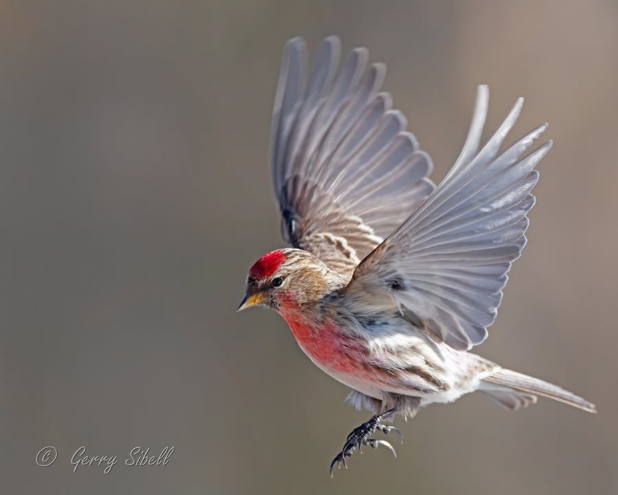 The Naturalist's Notebook - “’Move over, I'm comin' in!’ A male redpoll ...