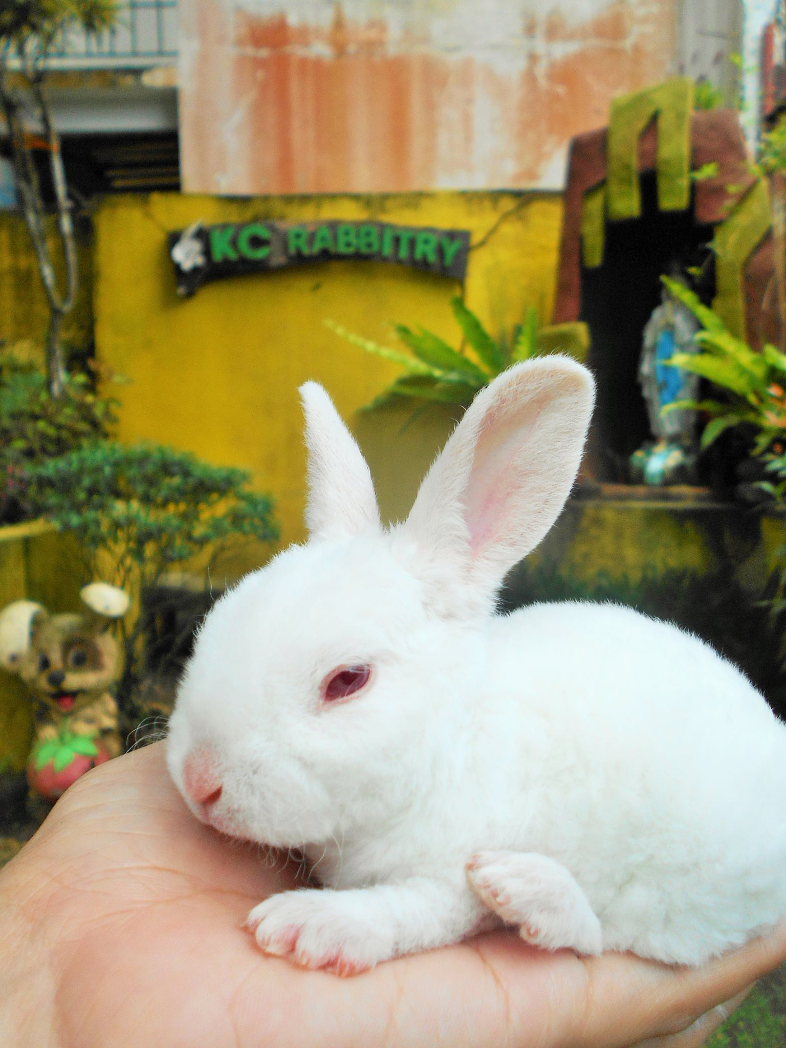 Farmers United with Rabbit Growers Association of the Philippines