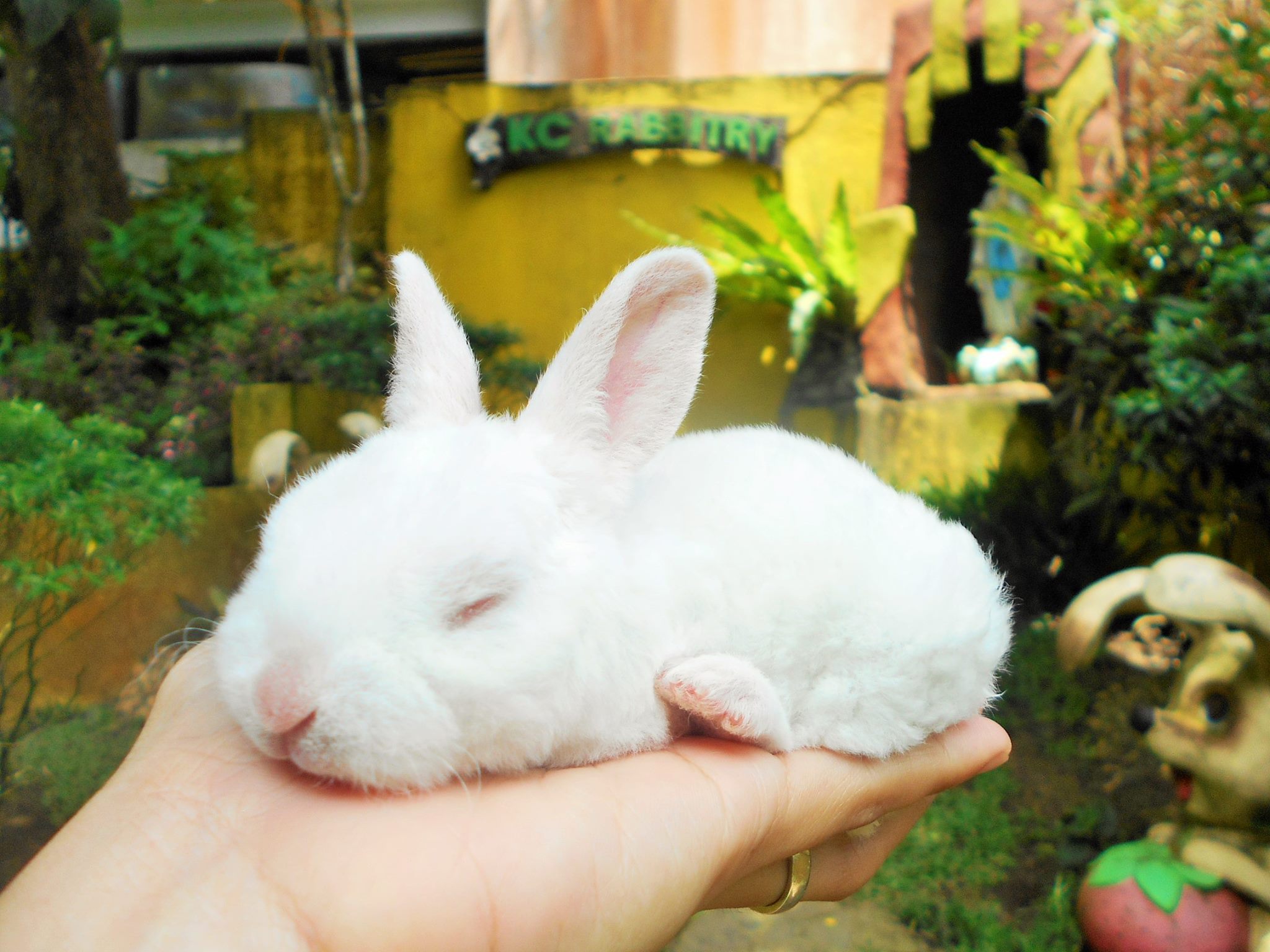 Farmers United with Rabbit Growers Association of the Philippines