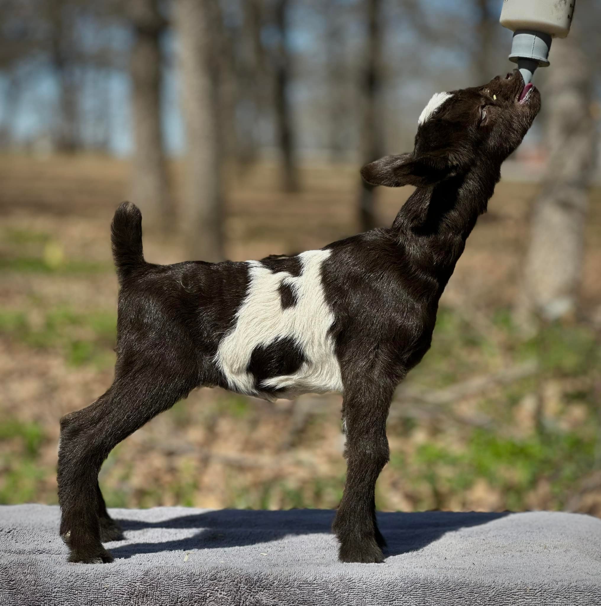 HH - HH Ranch CC _______ Doe - SOLD HH Ranch TS Sparkling Ruby x ...