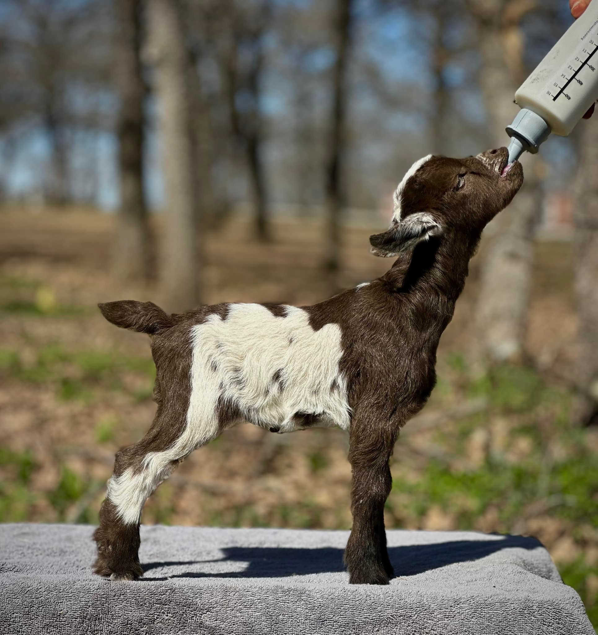 HH - HH Ranch CC _______ Buck - SOLD HH Ranch TS Sparkling Ruby x ...