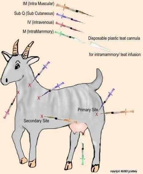SIMPLEST GUIDE ON GIVING GOATS INJECTIONS 1. Preparation: Use sterile needles and syringes. For most injections, an 18-22 gauge needle is suitable. Ensure the medication is appropriate for goats and check the
