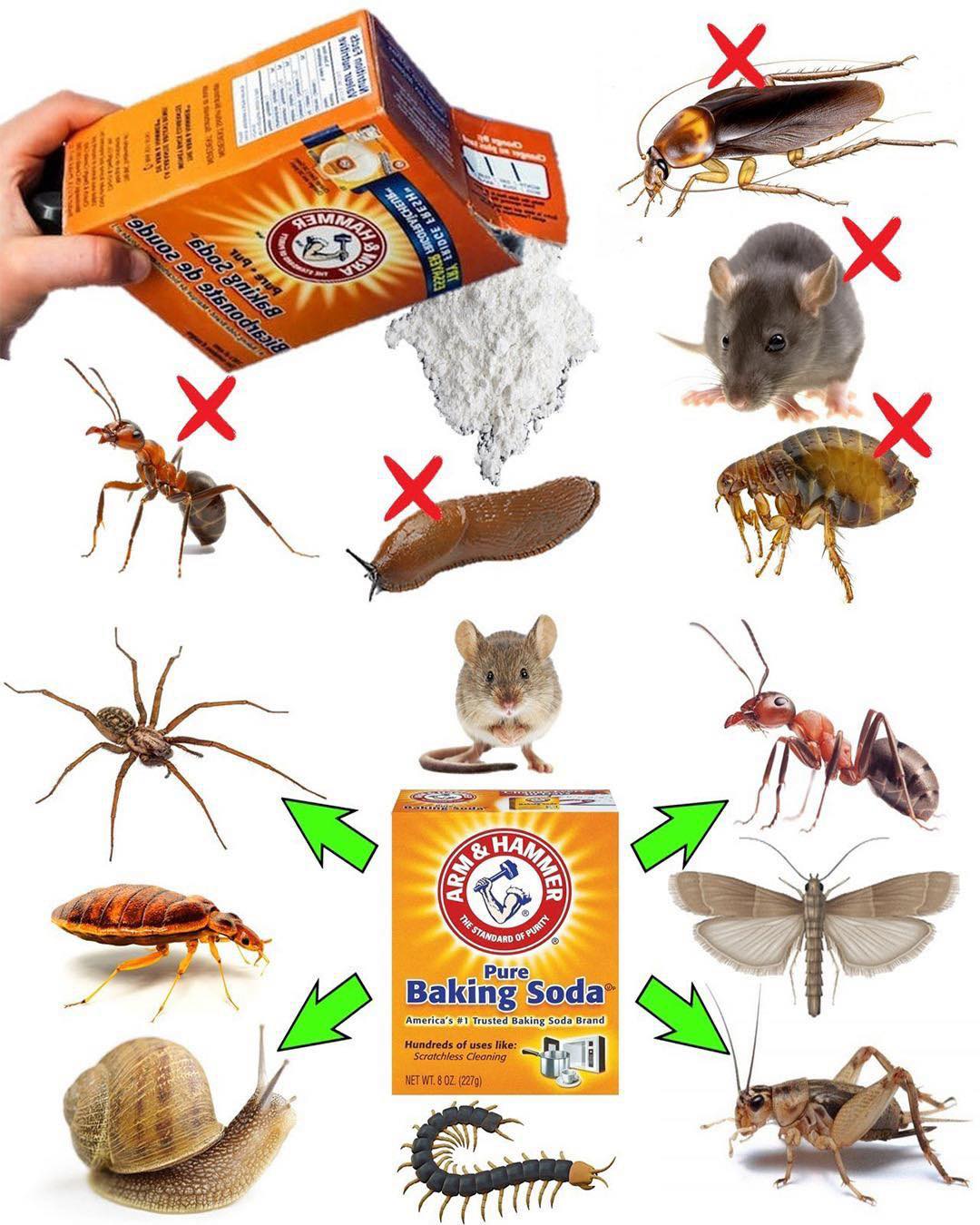 How to Use Baking Soda to Get Rid... - Plants and gardening | Facebook