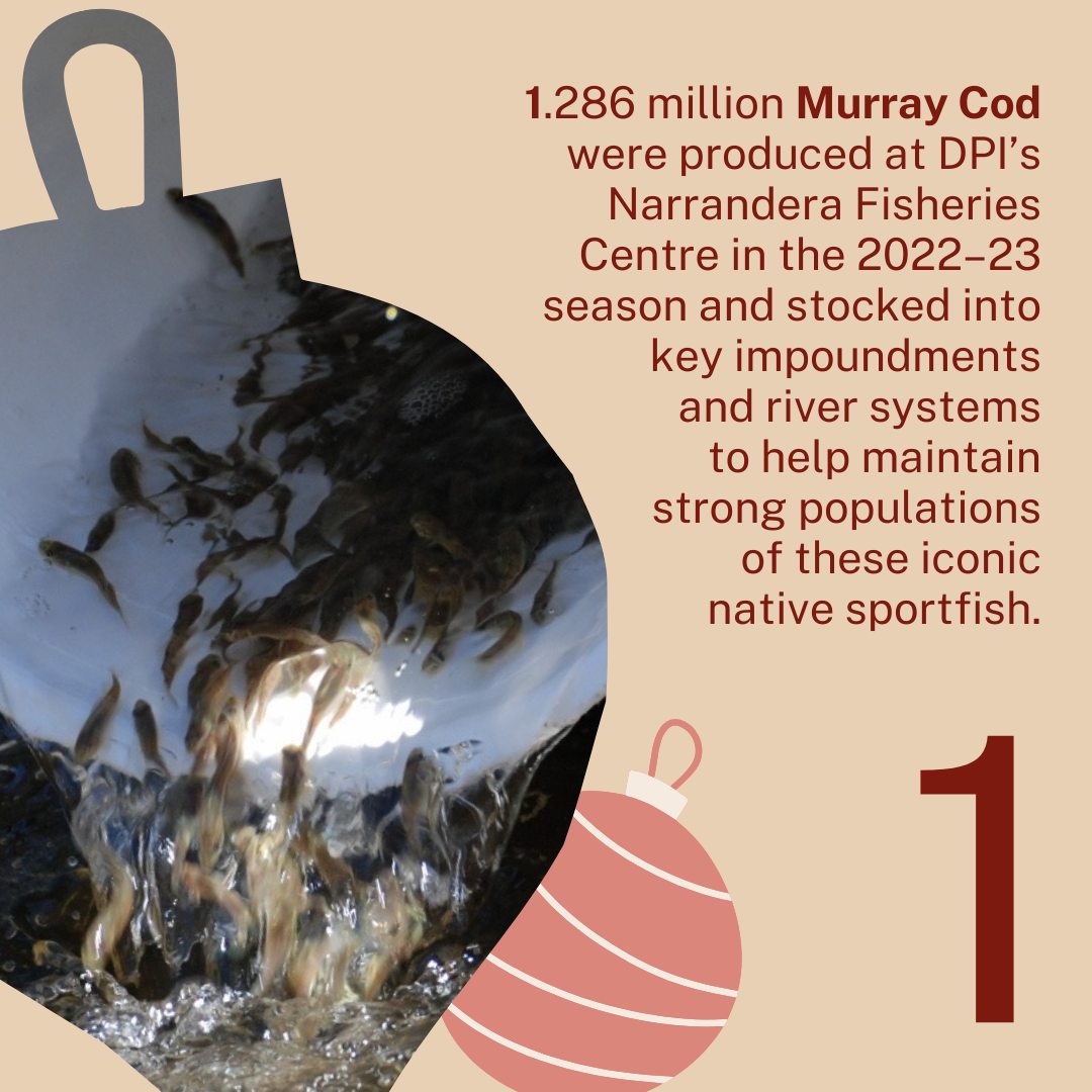NSW - The Murray Cod is Australia’s largest freshwater fish and an icon ...