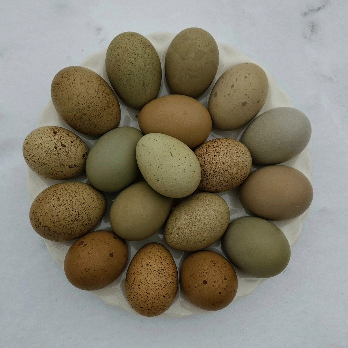 The Riley Roost - A quick rundown on olive egger and... | Facebook