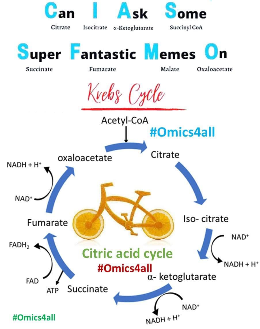 Genetics, - A simple trick to remember Citric Acid Cycle (Krebs Cycle ...