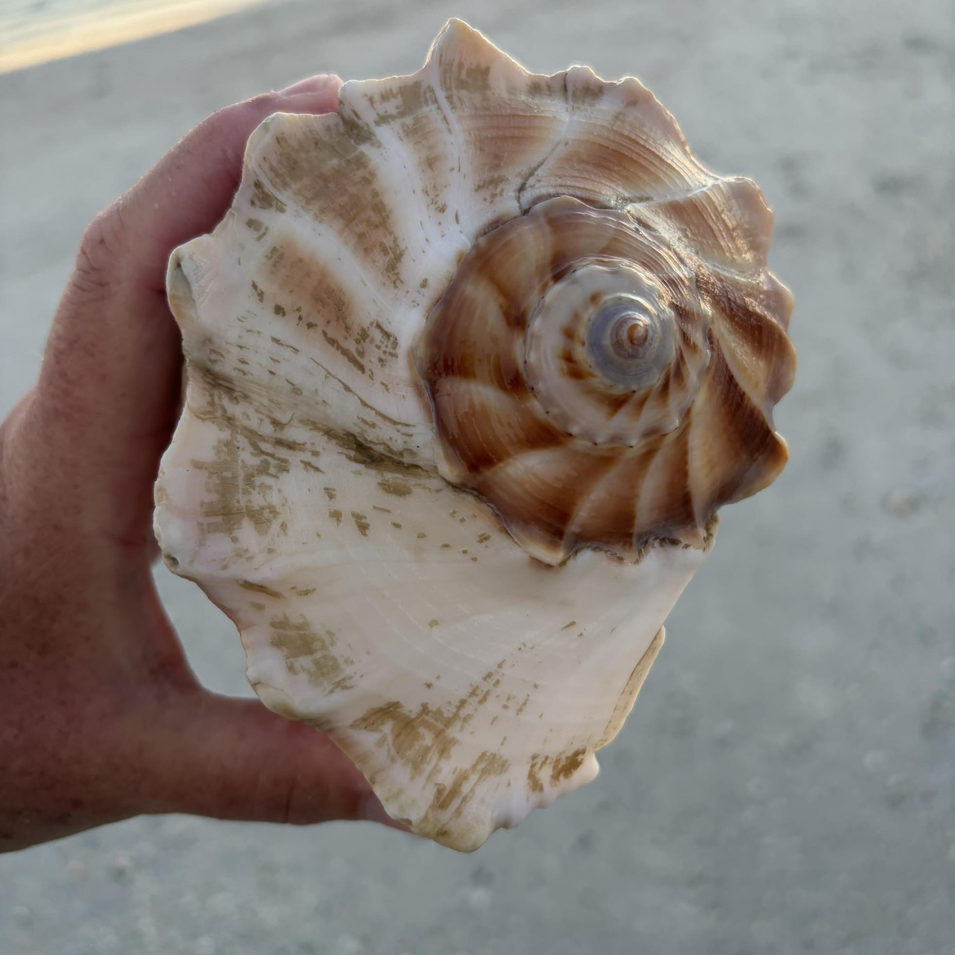 Florida Shelling Fanatics! 🐚 | At pass a grille today, literally stuck ...