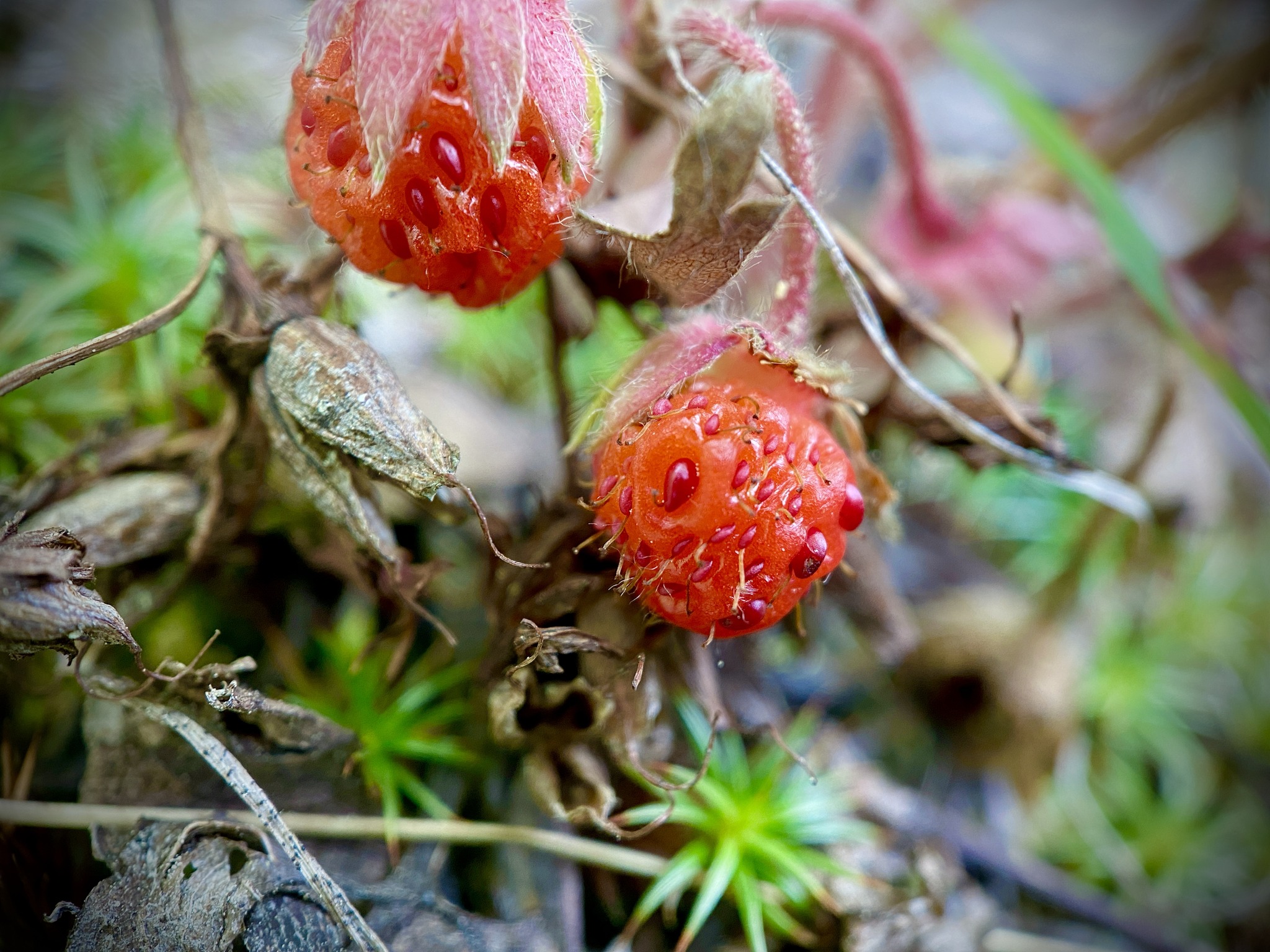 Fragaria chiloensis wild strawberry plant with ripe fruit