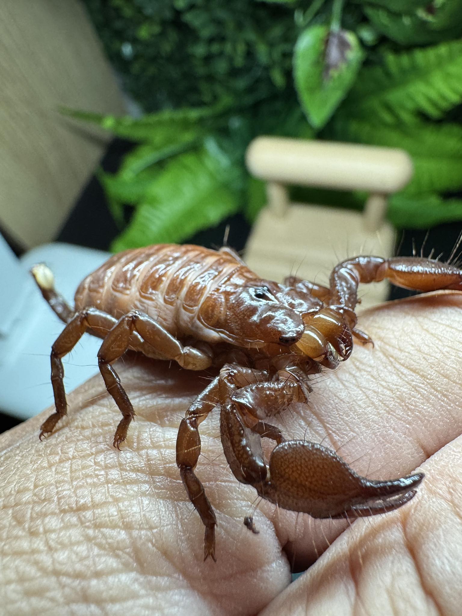 帝王蠍雨林係
