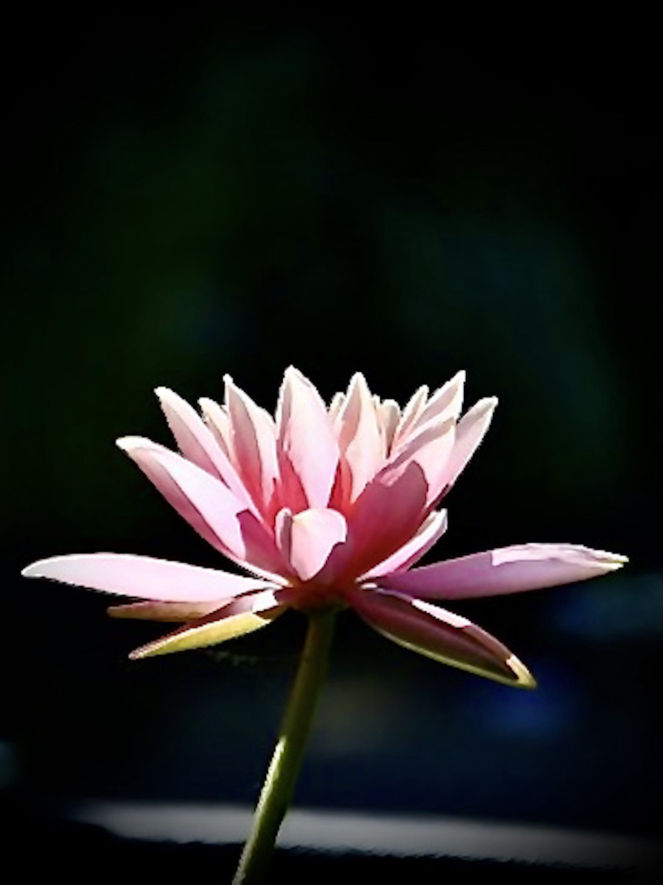 水蓮 Japanese water lily. 日本の睡蓮.