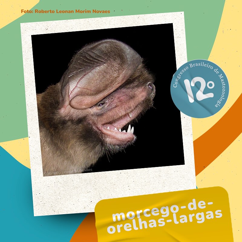 𝘌𝘶𝘮𝘰𝘱𝘴 𝘱𝘦𝘳𝘰𝘵𝘪𝘴, o... - Sociedade Brasileira de Mastozoologia