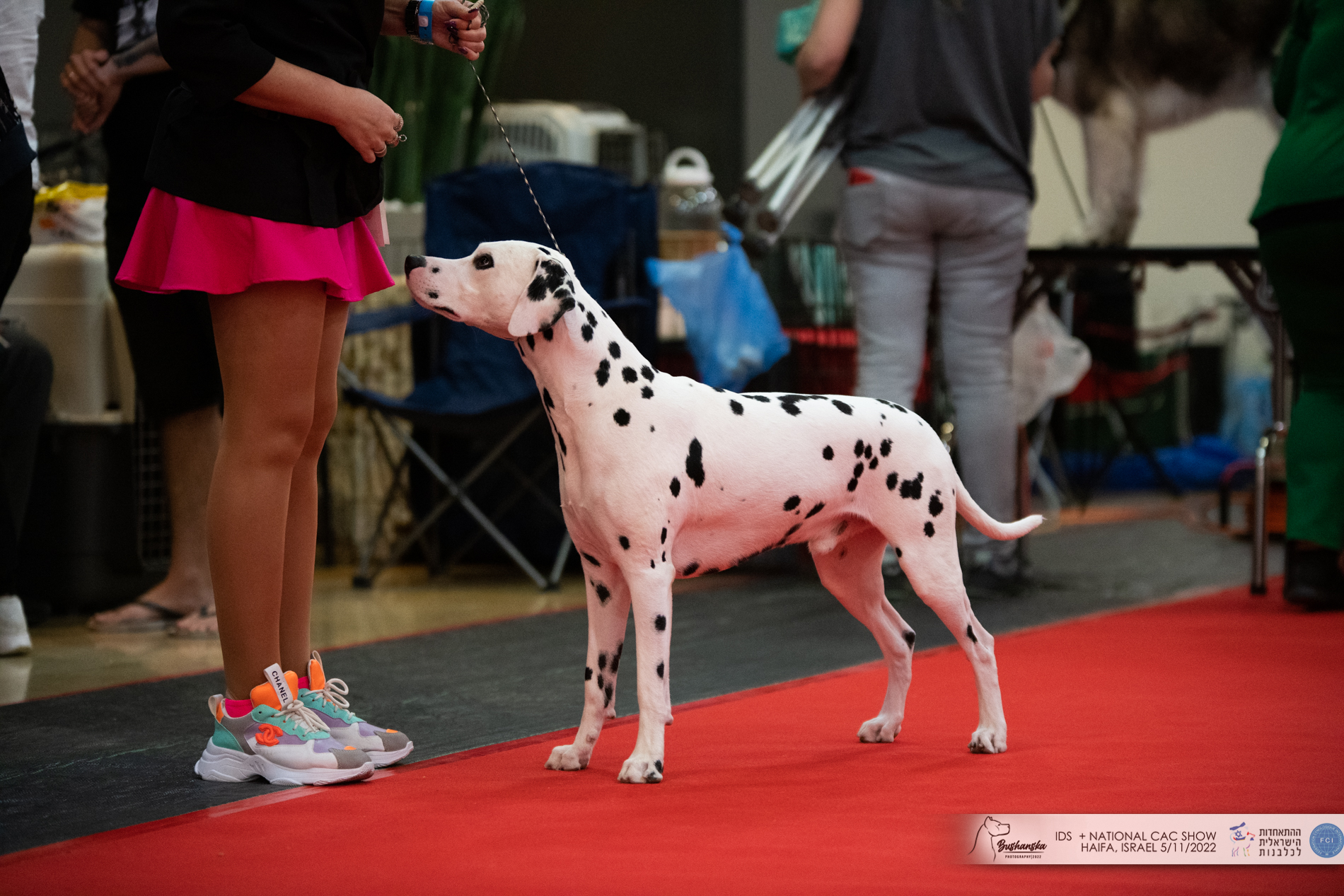 מקבץ תמונות... - ההתאחדות הישראלית לכלבנות Israel Kennel Club