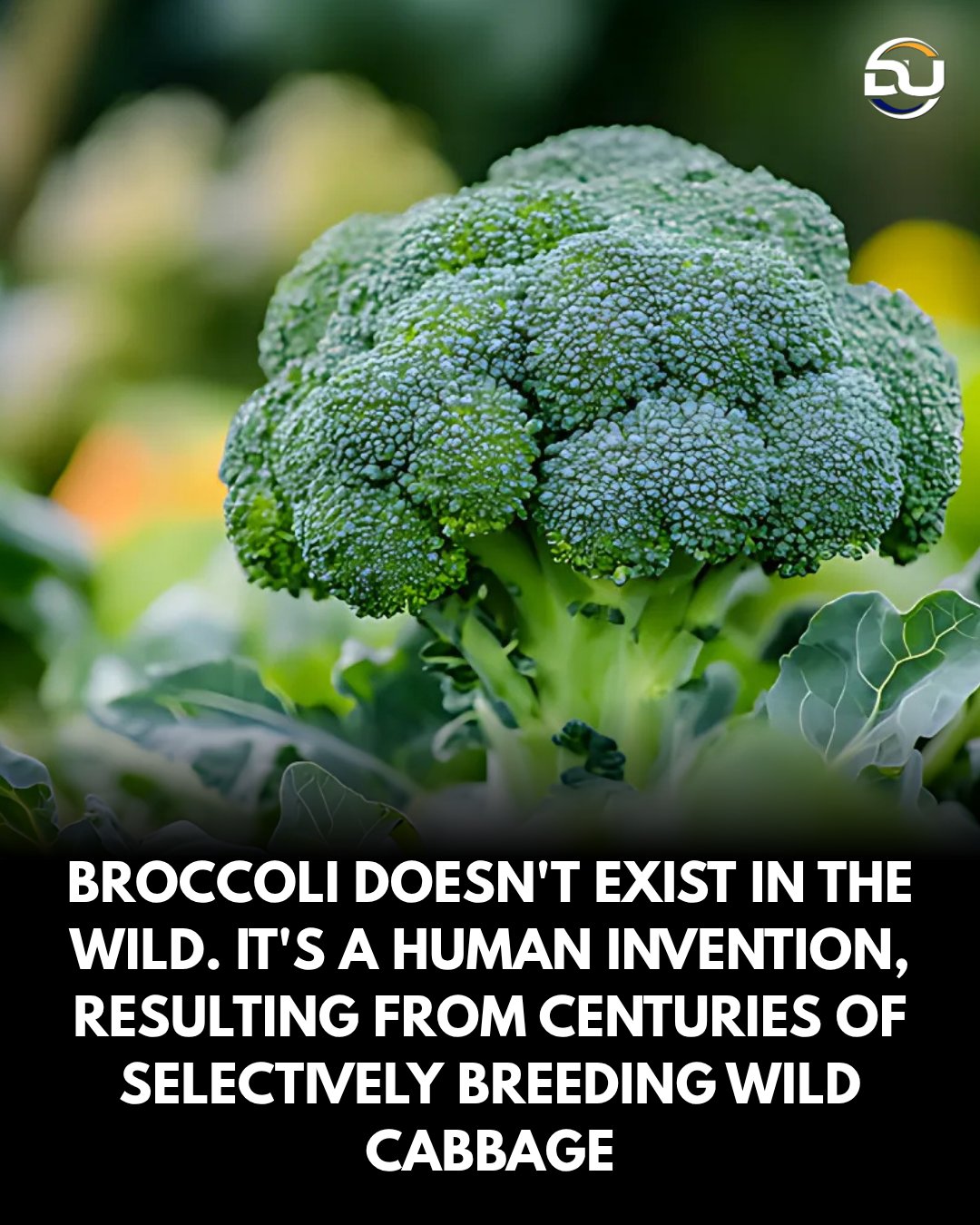 The Year 600 BCE, When Farmers... - Discover the Universe | Facebook
