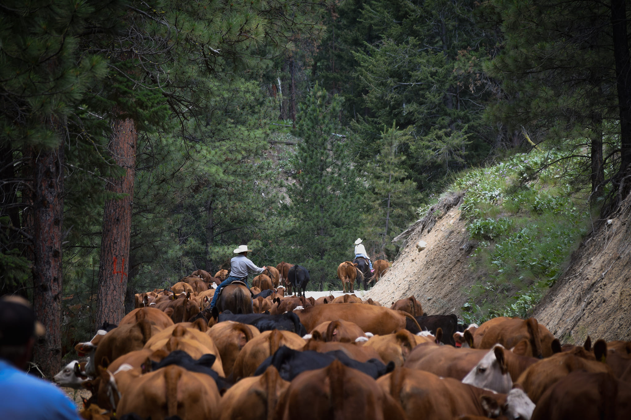 Clifton Ranch Homegrown Beef | Keremeos BC