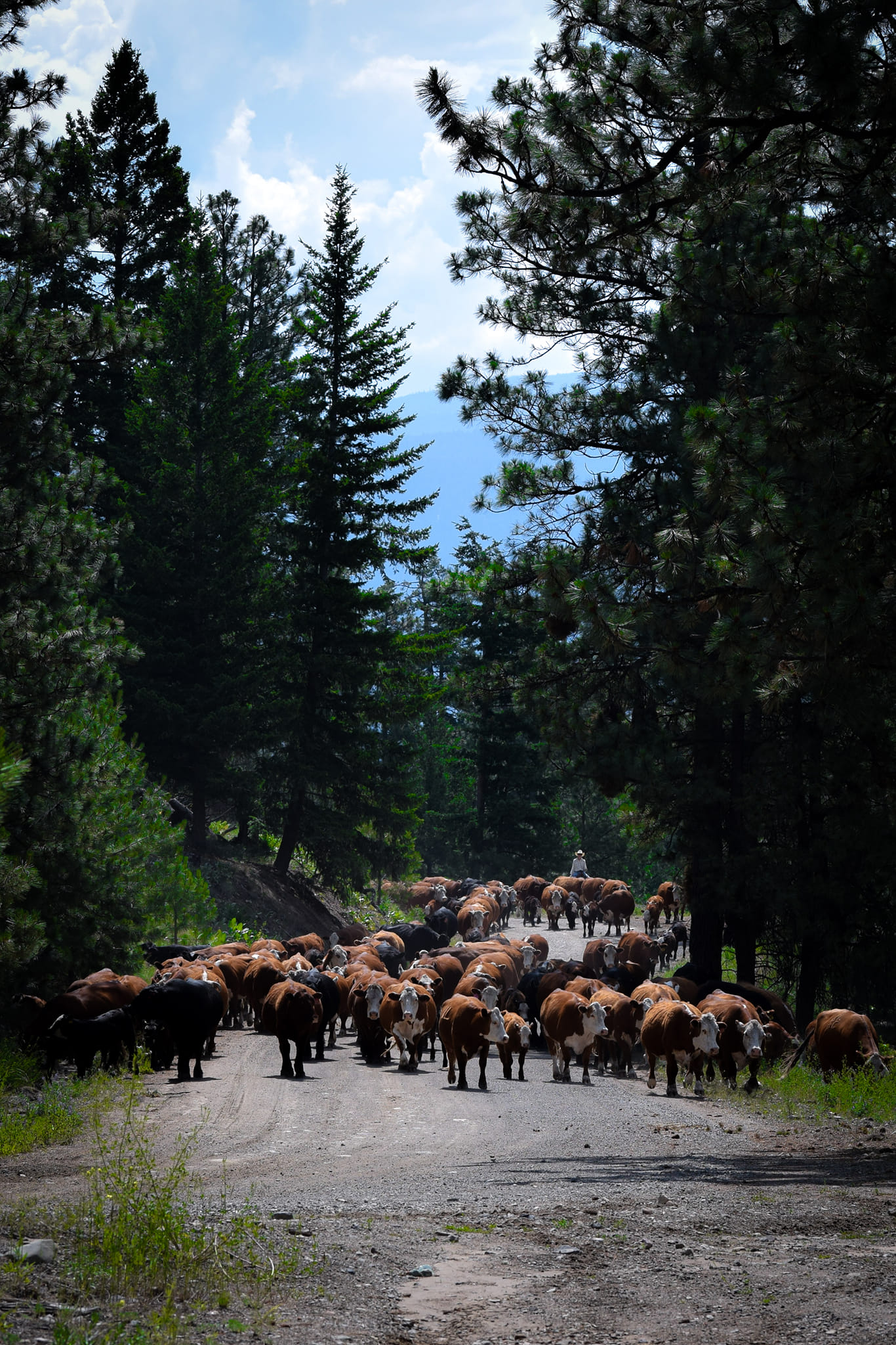 Clifton Ranch Homegrown Beef | Keremeos BC