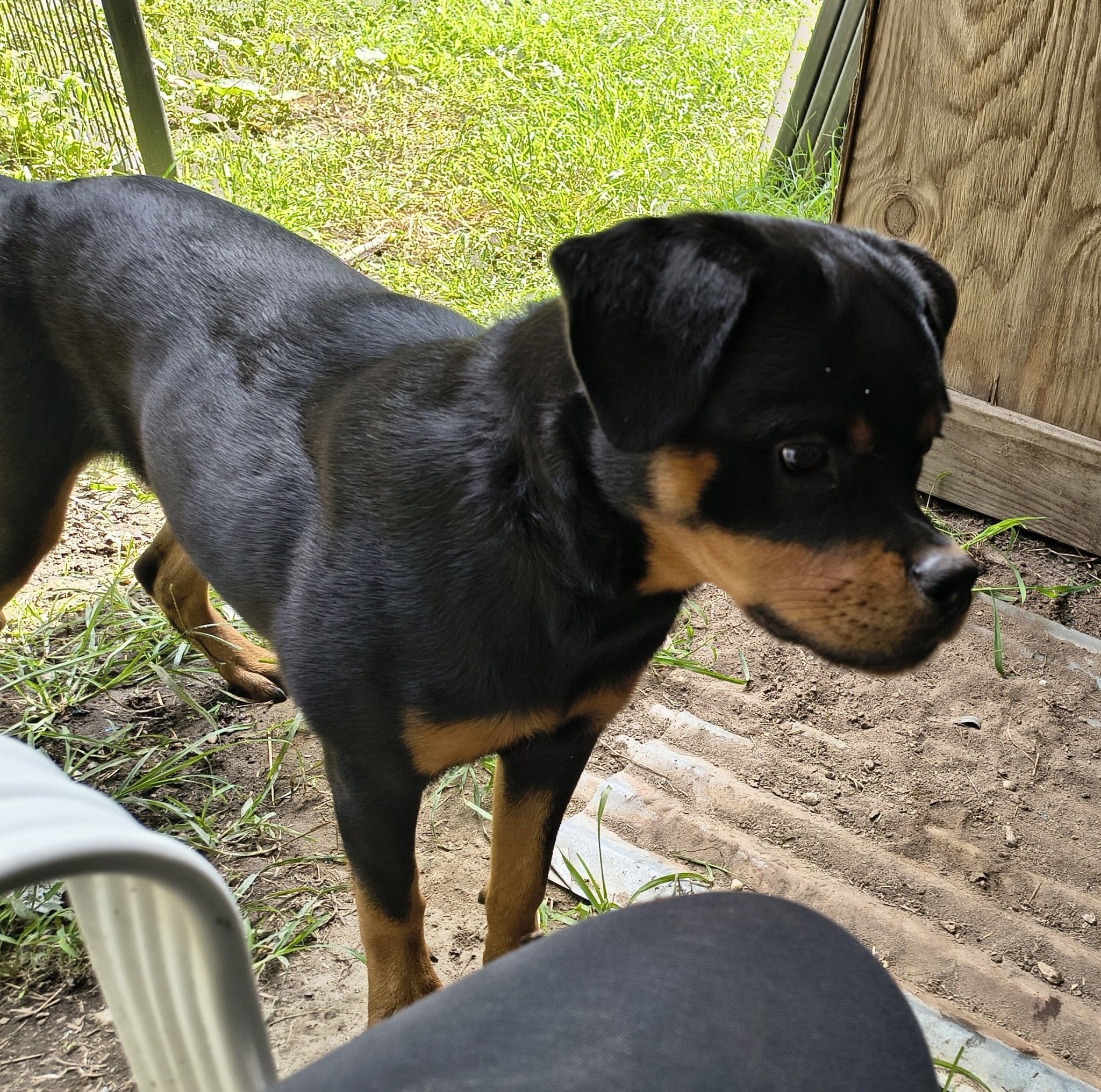 Von Der Preis Rottweilers - Now Prima von der Preis almost e months has ...