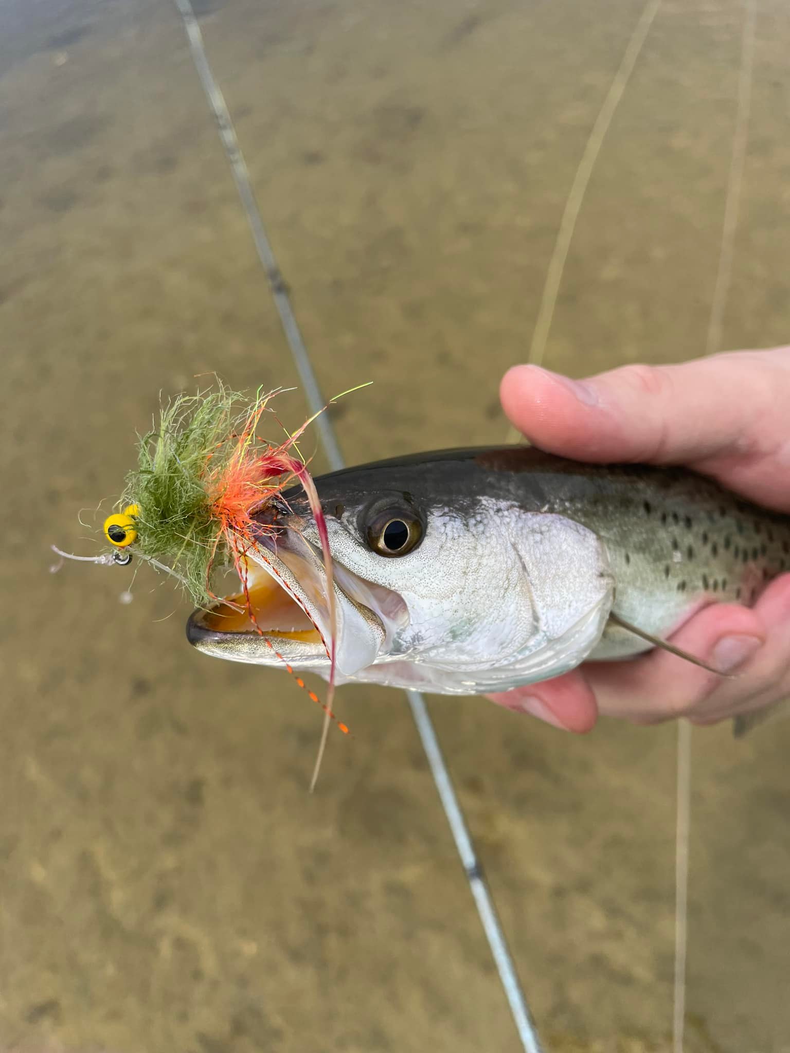 best lures for fishing mangroves HERCULES Shallow Diving Minnow Lures with Feather Tail, Pack of 10 How To Catch Mangrove Snapper