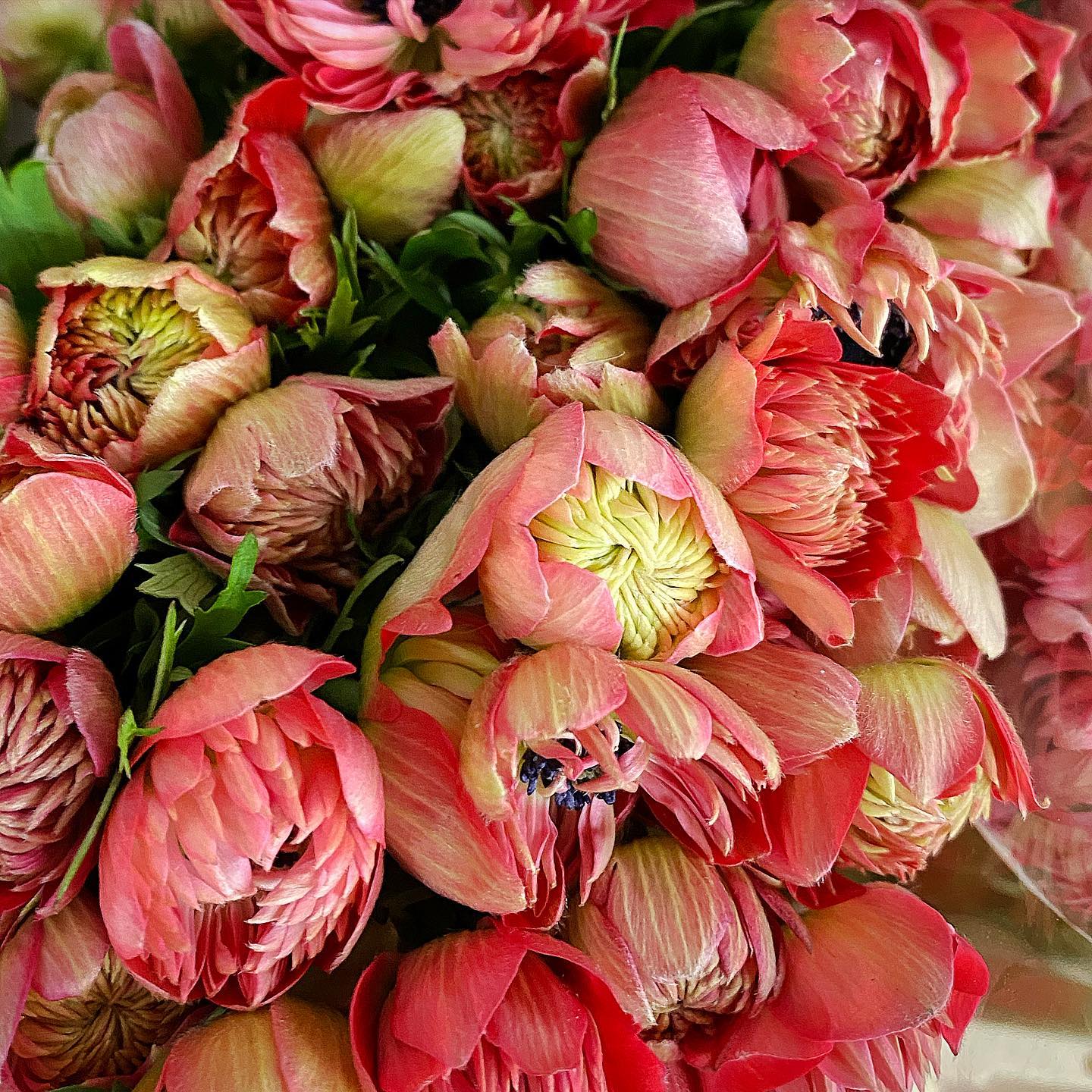 New York Flower Group - Dutch Flower Line | New York NY