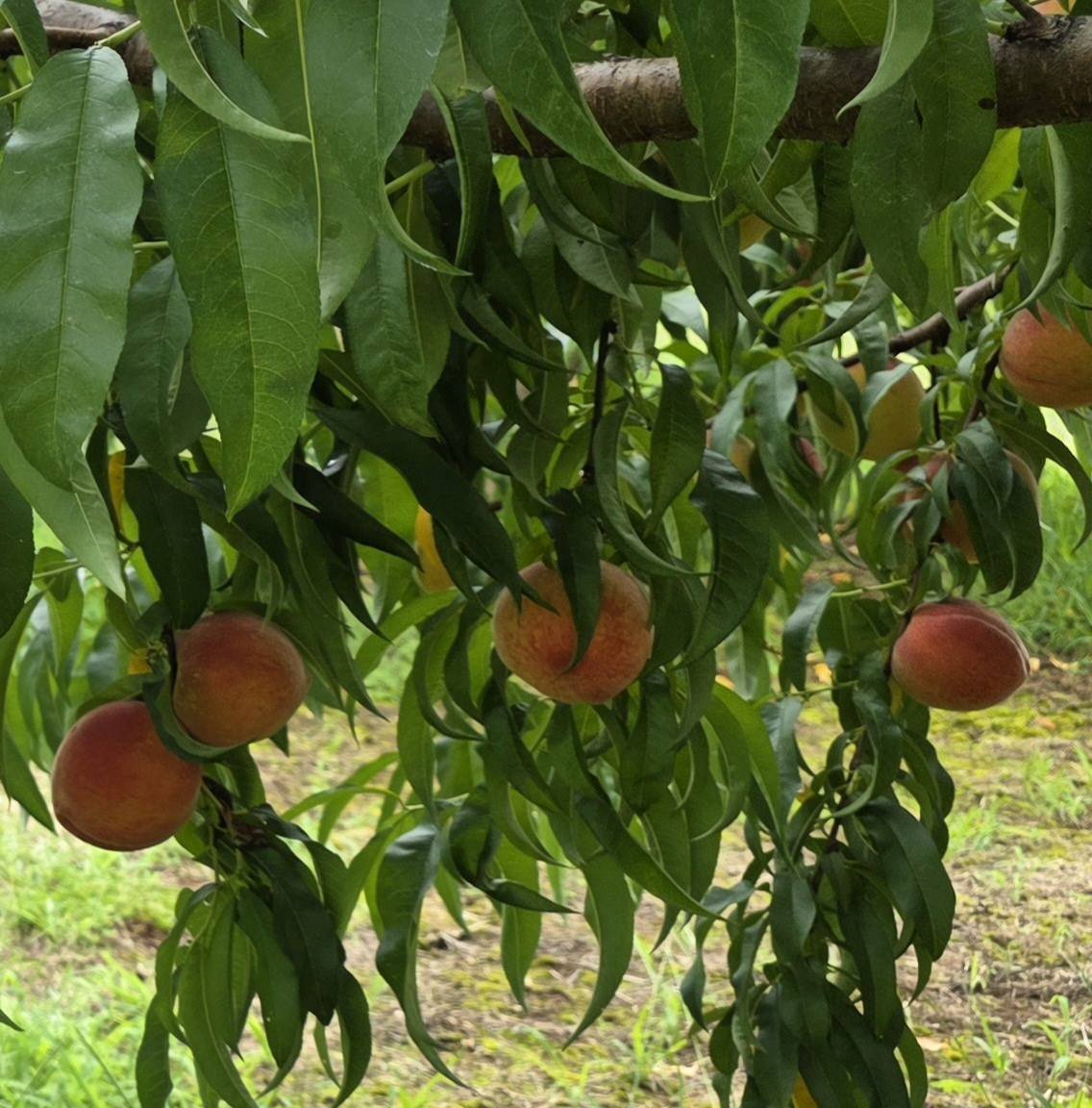 Hallelujah Orchard peach grand opening this weekend