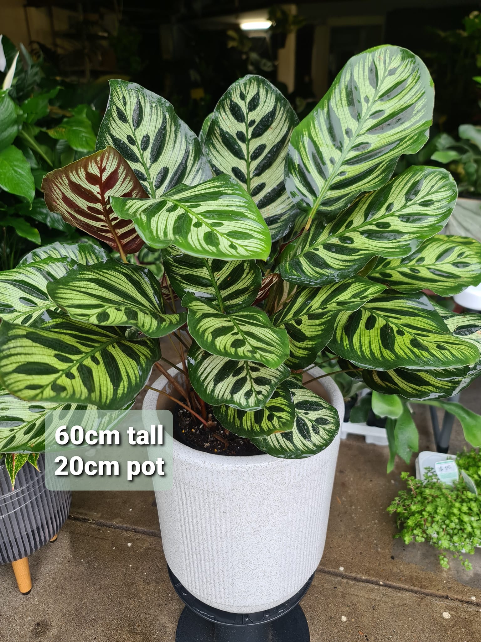 The Ruby Plants - Calathea Makoyana 60cm tall 20cm pot... | Facebook