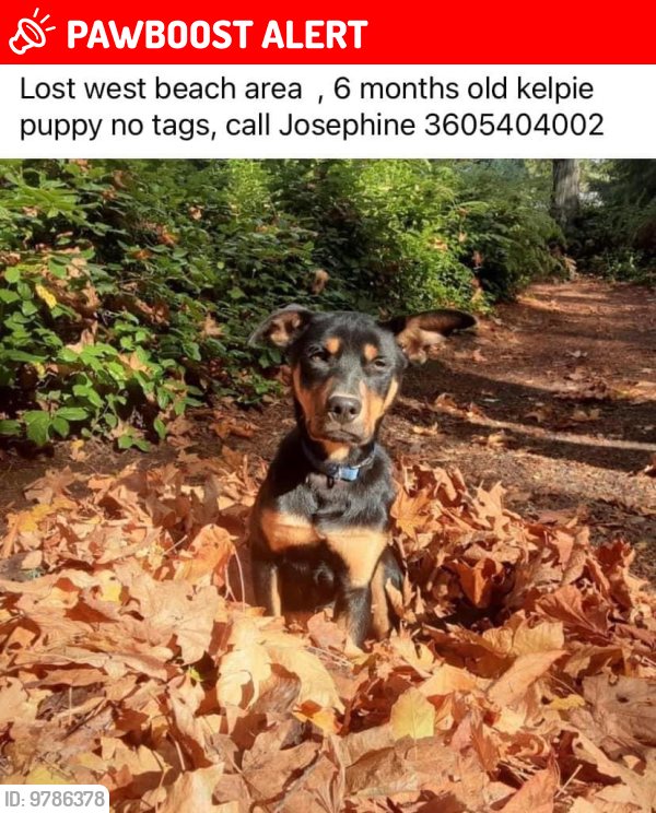 LSD RAIN DOG Lost in Shadow of Death 23号 Lost dog Shadow in Kavala Ranch area