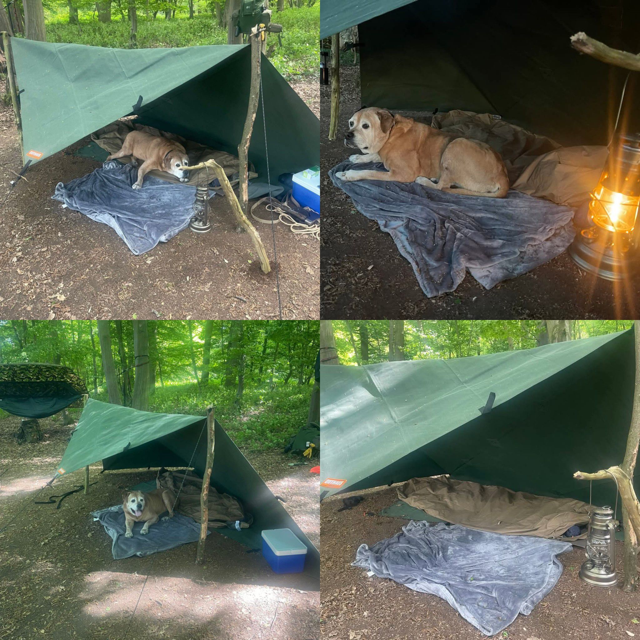 3 person tent Buc-ee's Größen & Farben:Mittel - Grün it defies fierce winds elite series Jack Wolfskin Rucksack Velocity