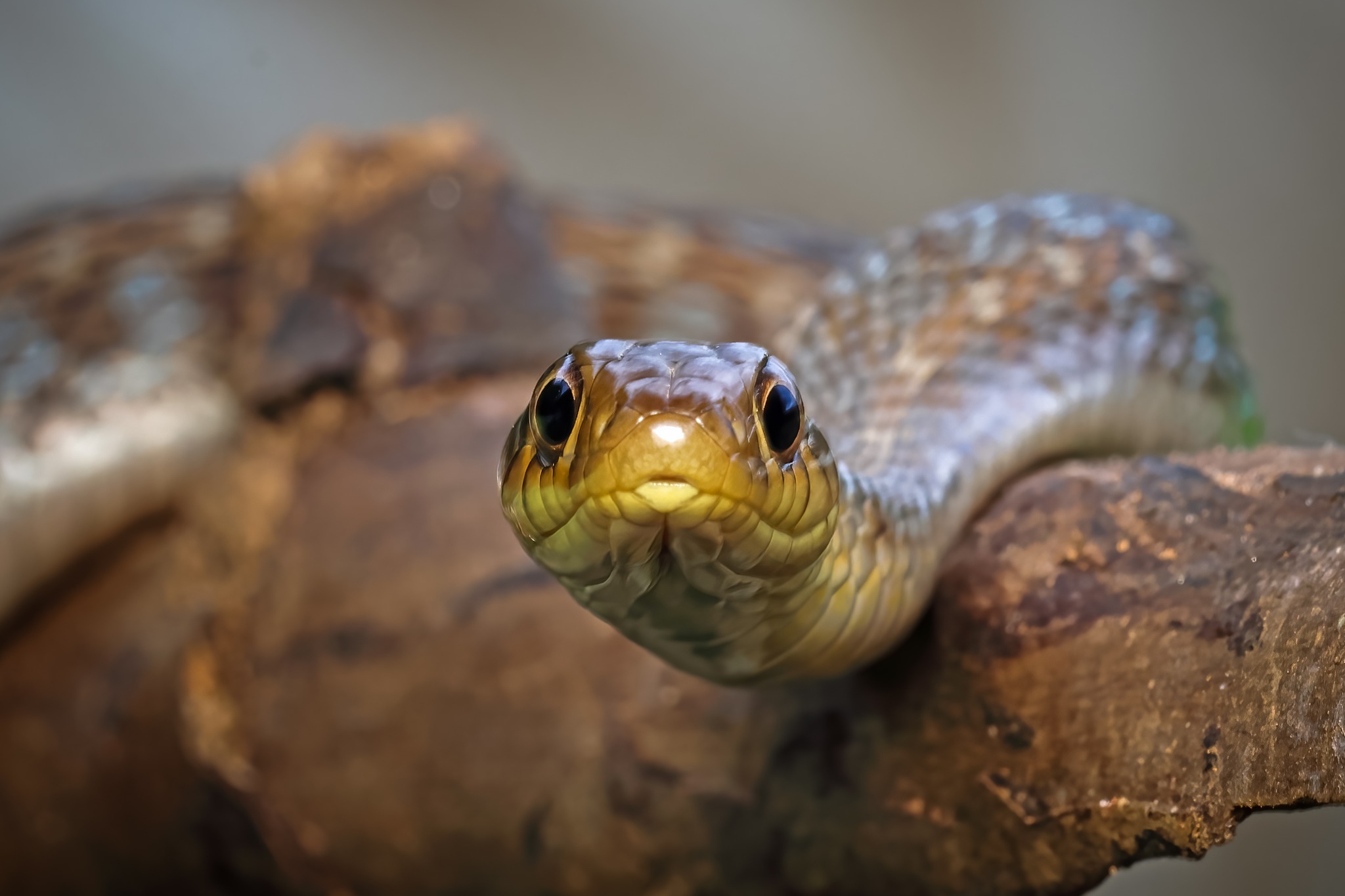 Sanctuary Nature Foundation - Group | Buff Stripped keelback snake ...