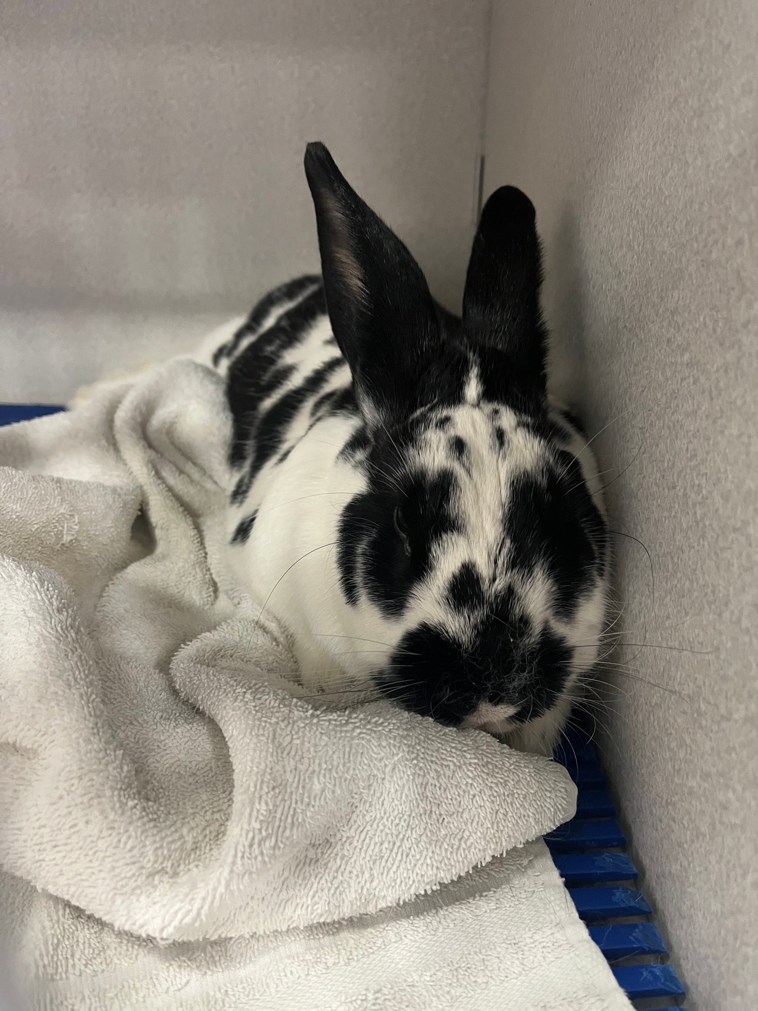 Eden made it through the... - Long Island Rabbit Rescue Group
