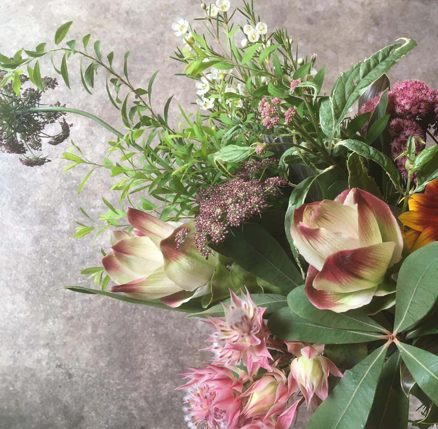 Sumika 花と植物 Home Facebook
