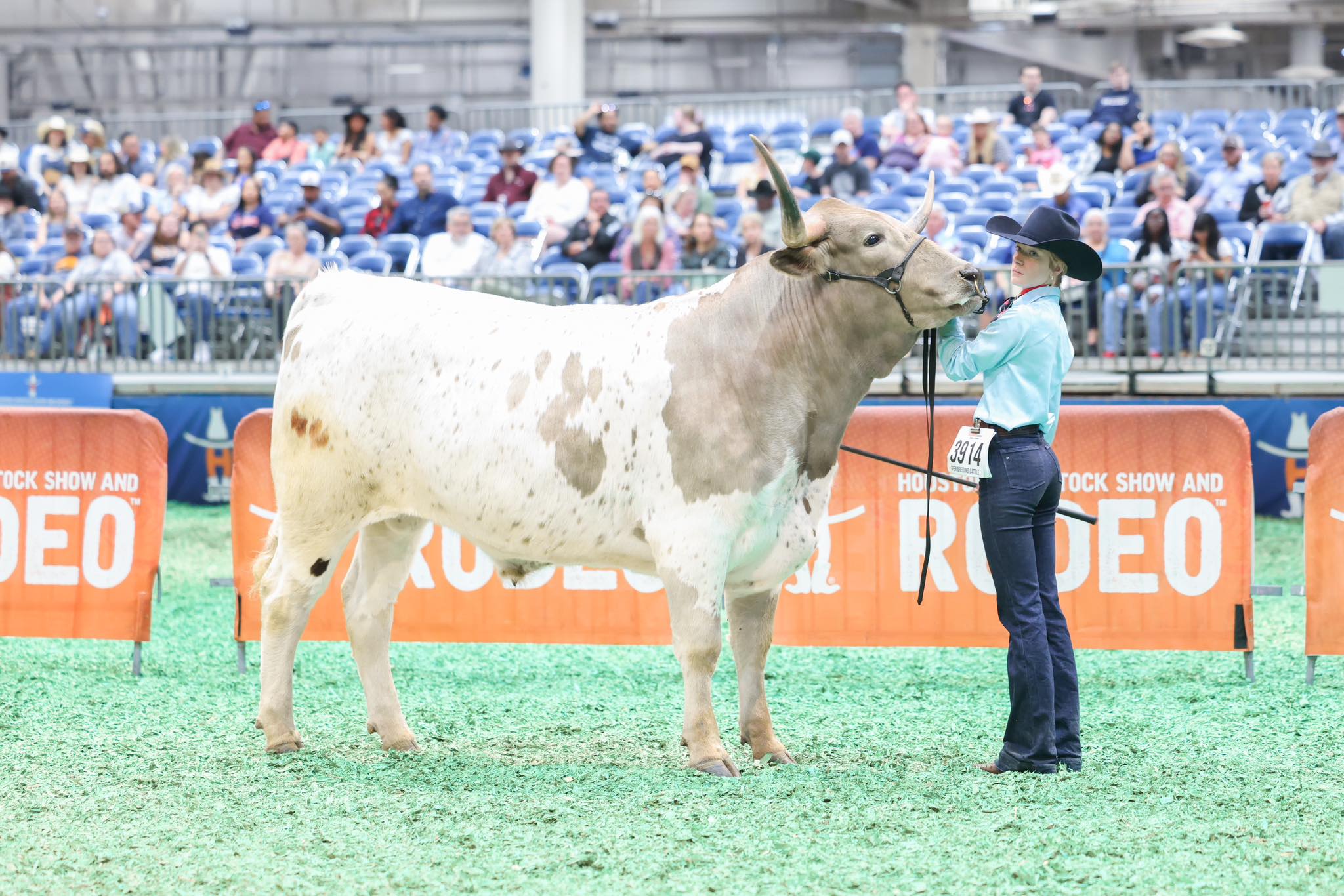 Double R Ranch Longhorns | Grandview TX
