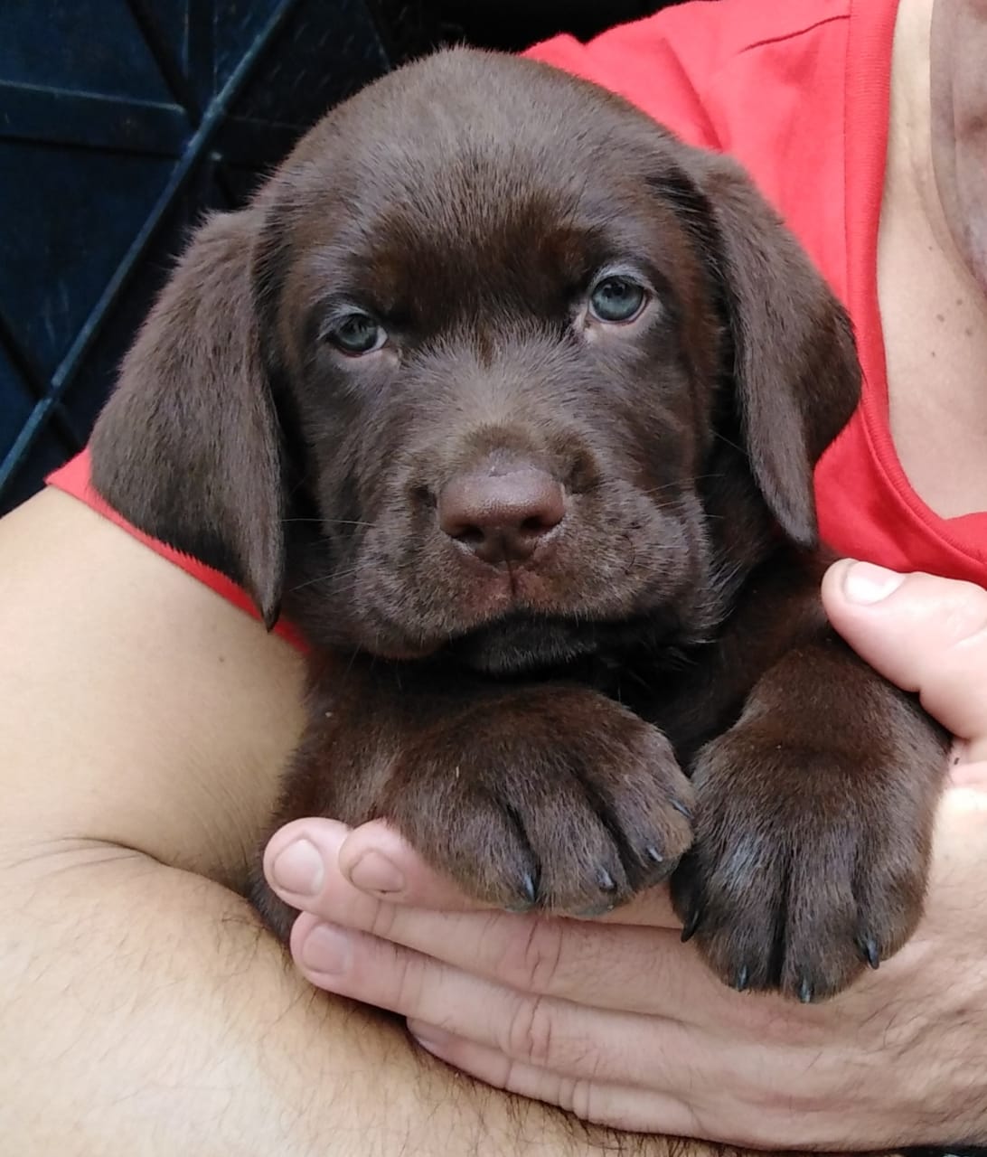 🇵🇪LABRADOR CHOCOLATE PERU🇵🇪🐶🐾 (costa,sierra,selva)🇵🇪 🐕 | Facebook