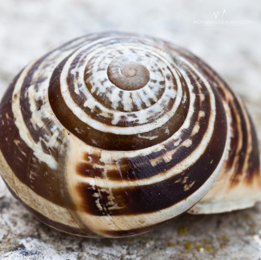 Did you know the cochlea resembles... - Morningside Audiology | Facebook