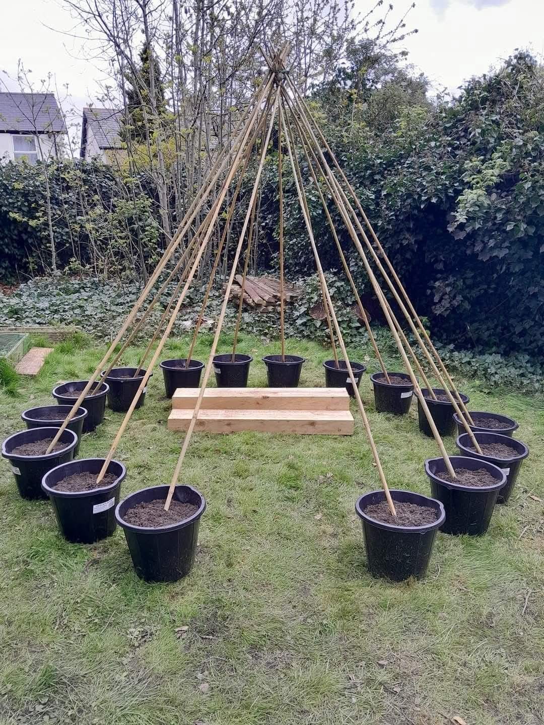 Working - I built a teepee frame using long bamboo sticks placed in ...