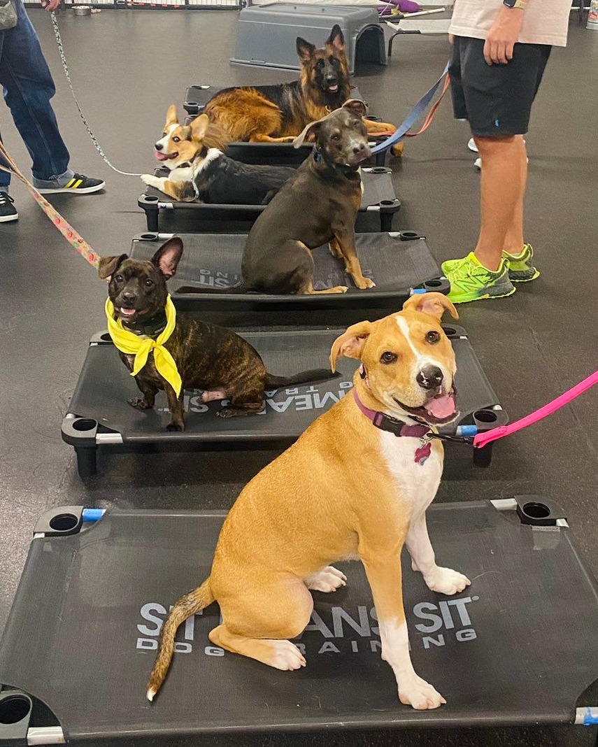 Sit Means Sit... - Sit Means Sit Dog Training - North Metro