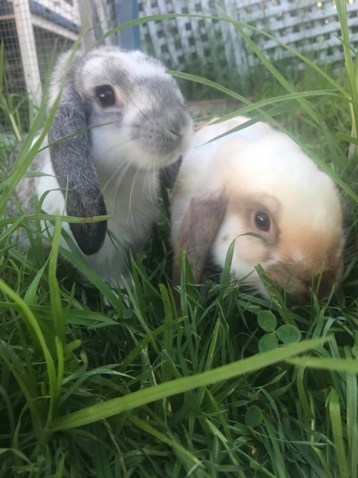 Lost + Found Pets Hunter Valley | Anyone missing their rabbit | Facebook