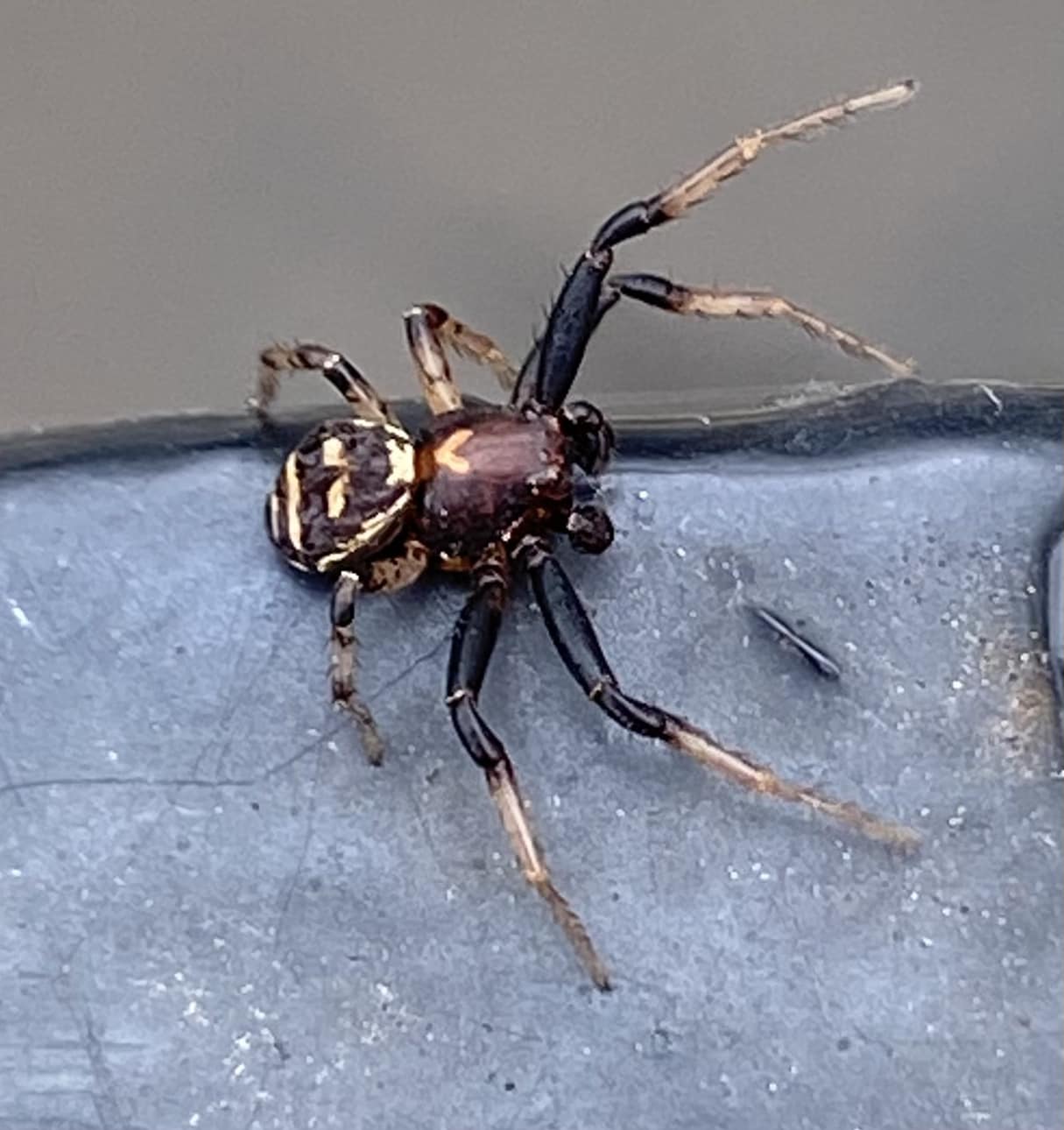 Ohio, USA Xysticus ferox ~ Brown crab spider
