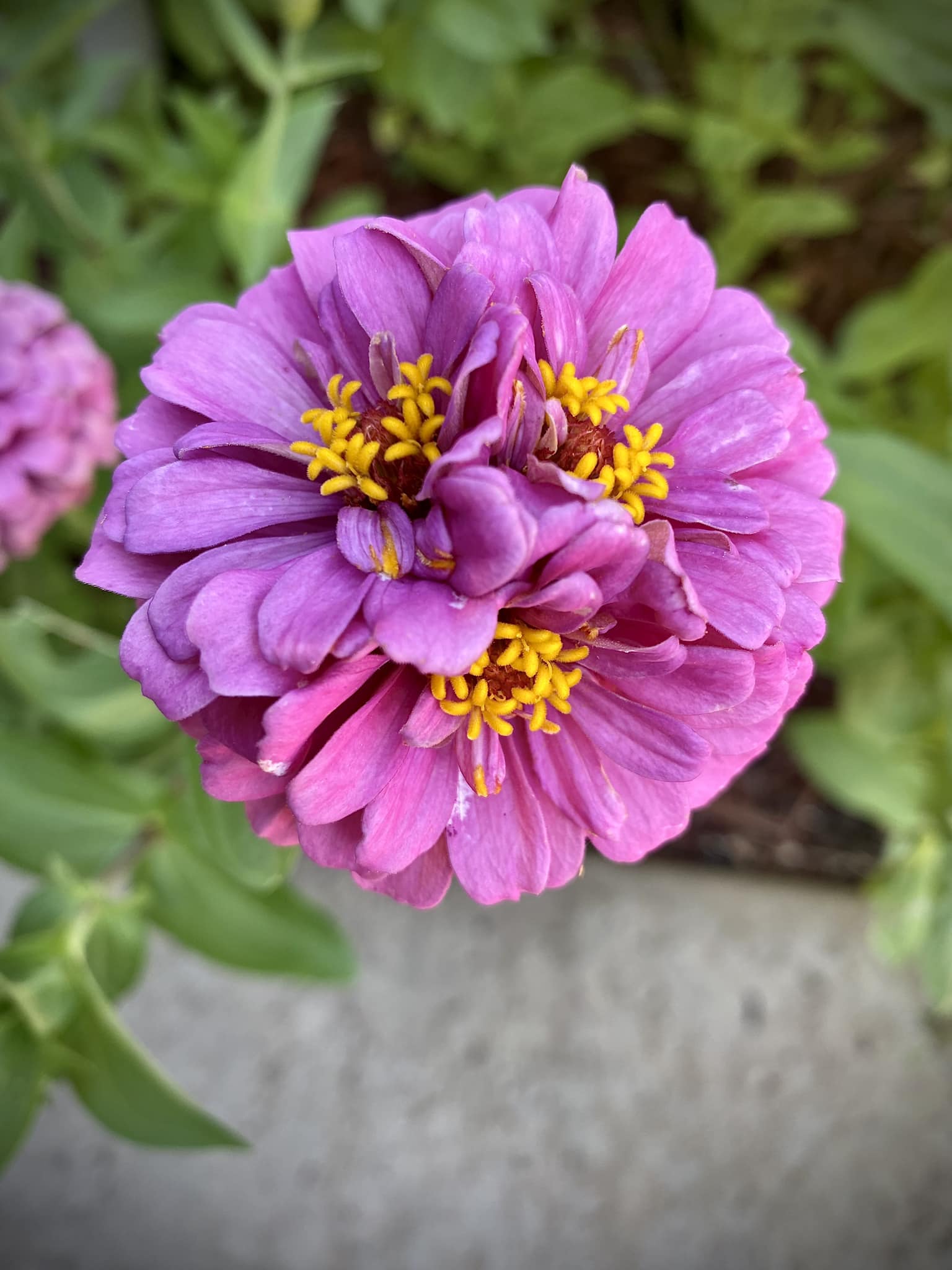 Zinnia 'Oklahoma Pink' stands out in the garden