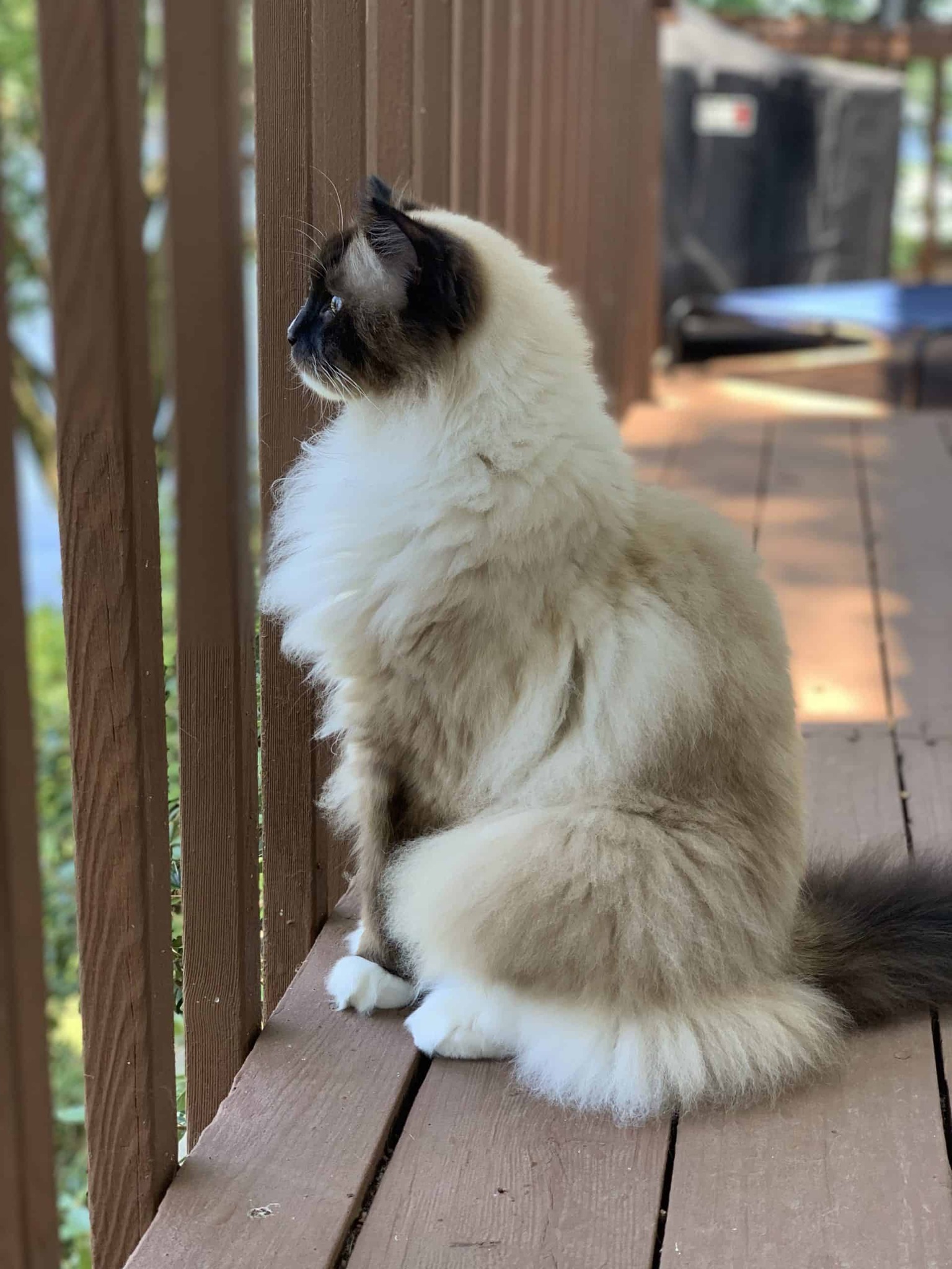 Curious about the different Ragdoll Cat Hair Coat Type?