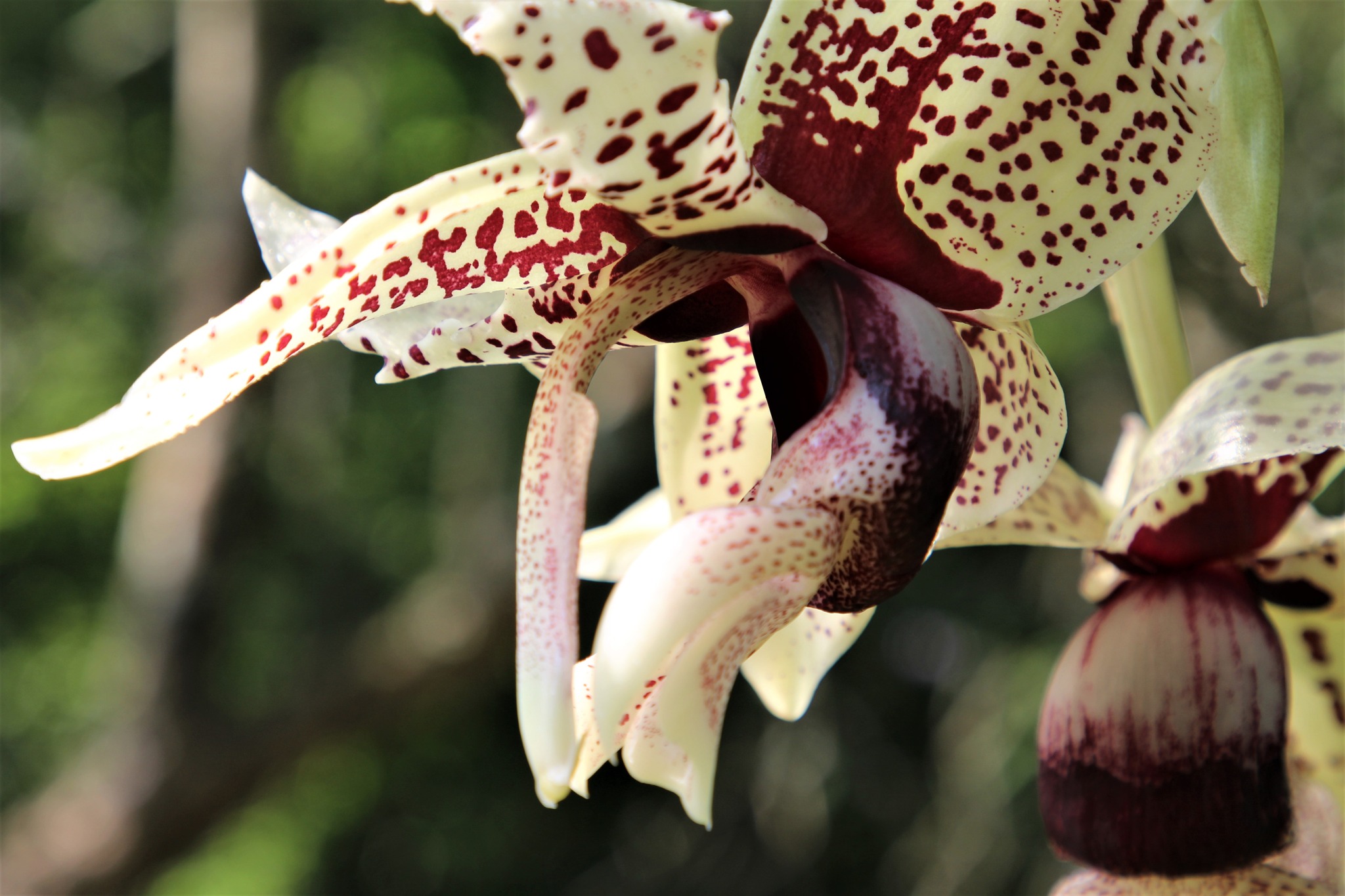 Huge blooms on Stanhopea platyceras x nigroviolacea.