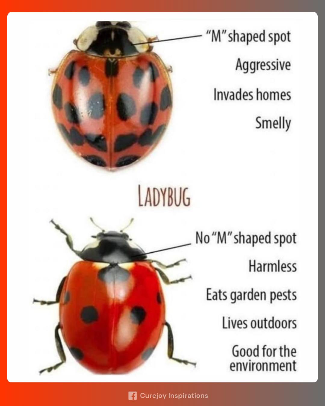 Curejoy - Not all red-and-black spotted bugs are friendly! True ...