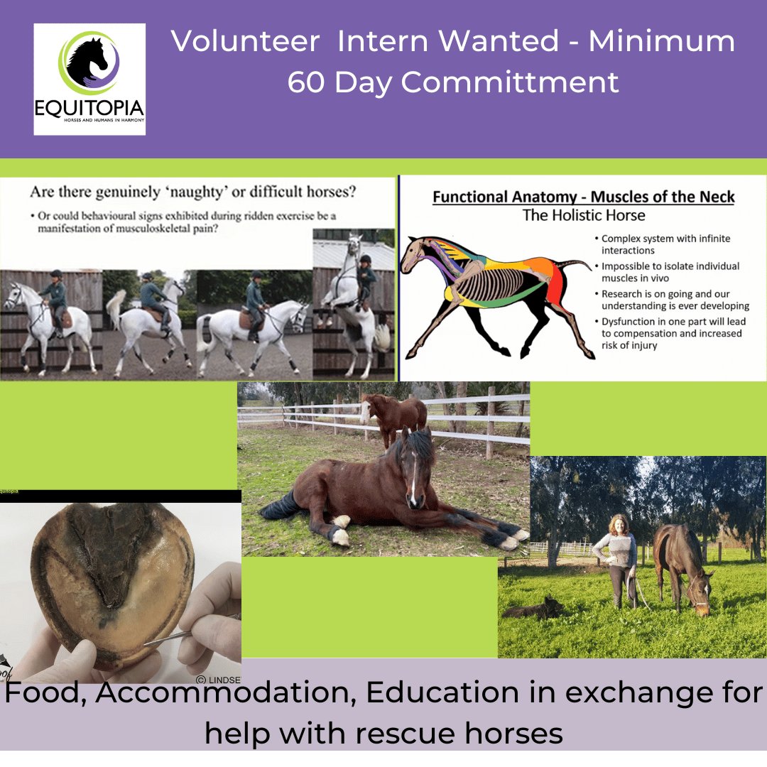 Horses: Opportunity to Get Behind the... - Equitopia Center | Facebook