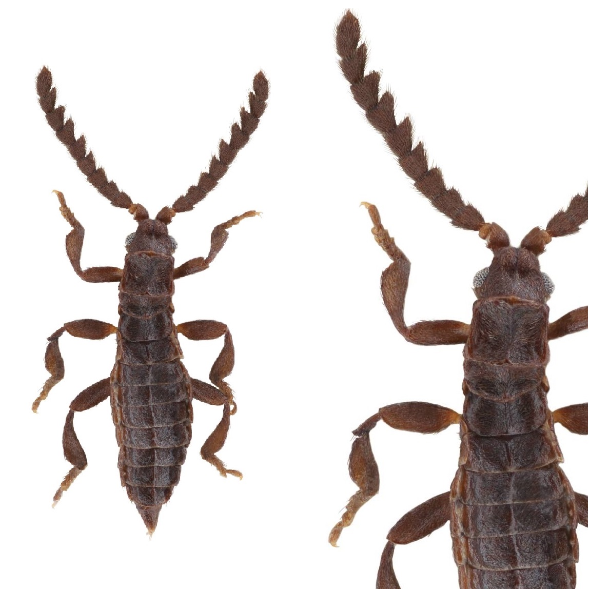 Novataxa - #novataxa #Insect #Biodiversity #Coleoptera #beetle • 2023 ...
