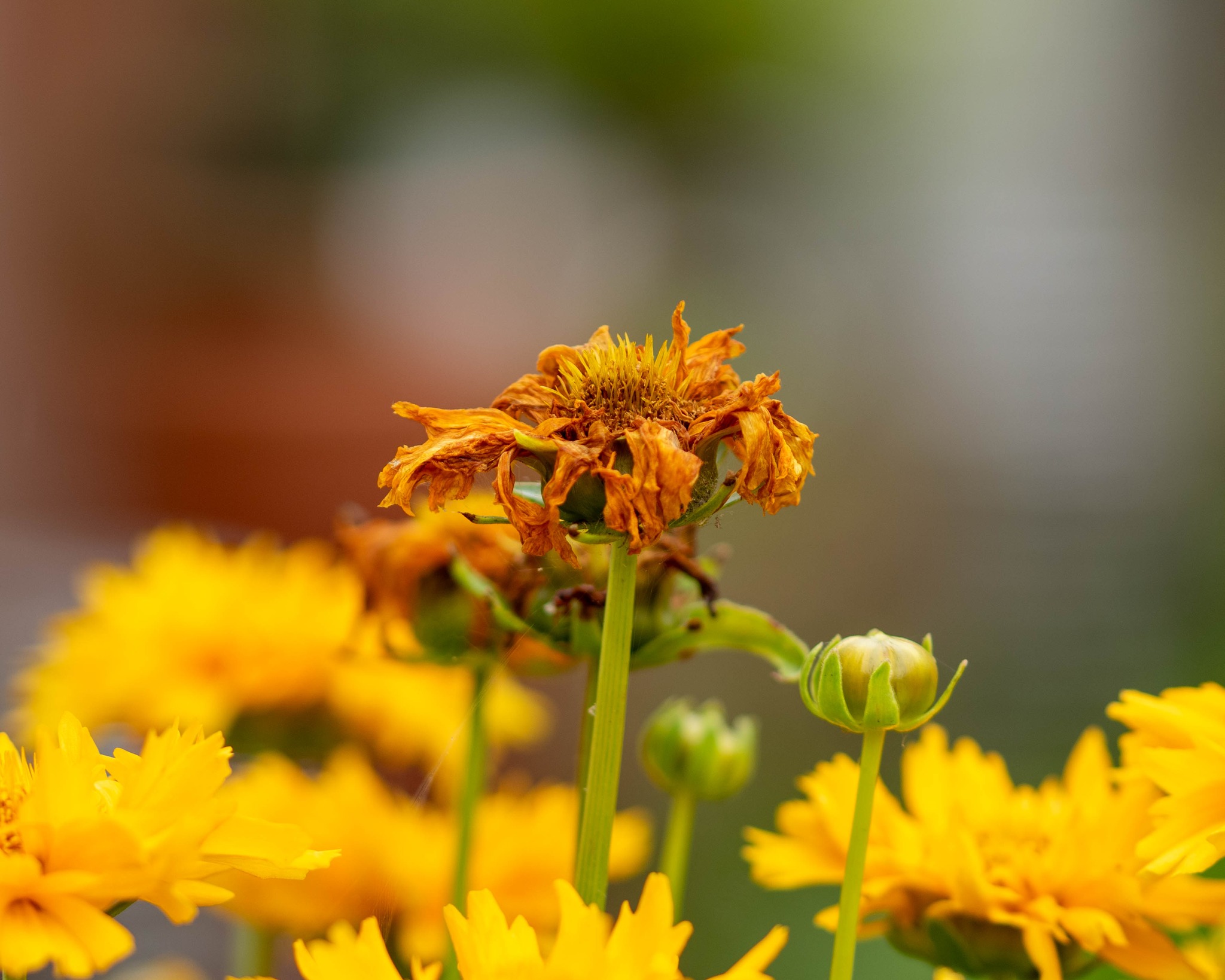 Canon 7d mk ii - Sigma 105 mm macro lens
