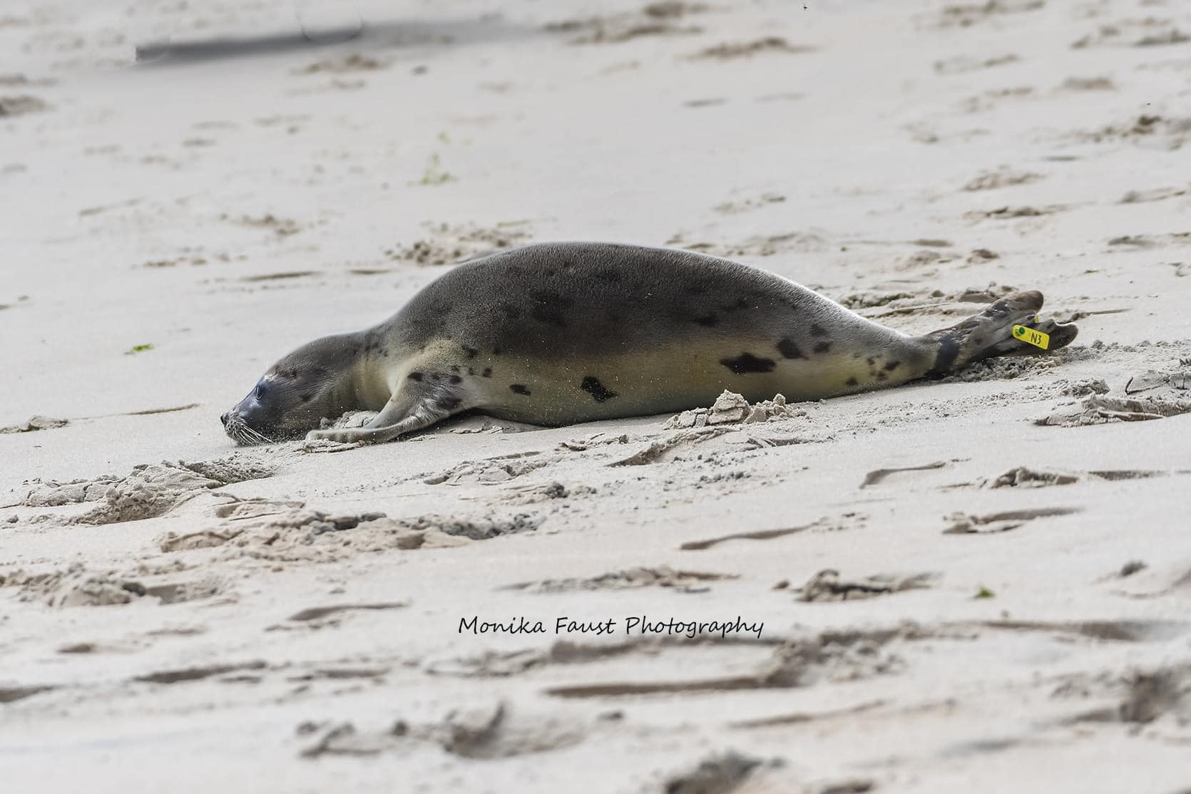 Was lucky enough to attend and photograph the rehabbed juvenile 