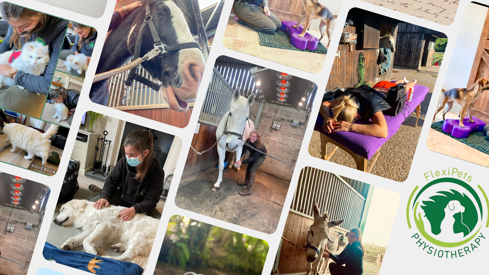 ACPAT - The Association of Chartered Physiotherapists in Animal Therapy ...