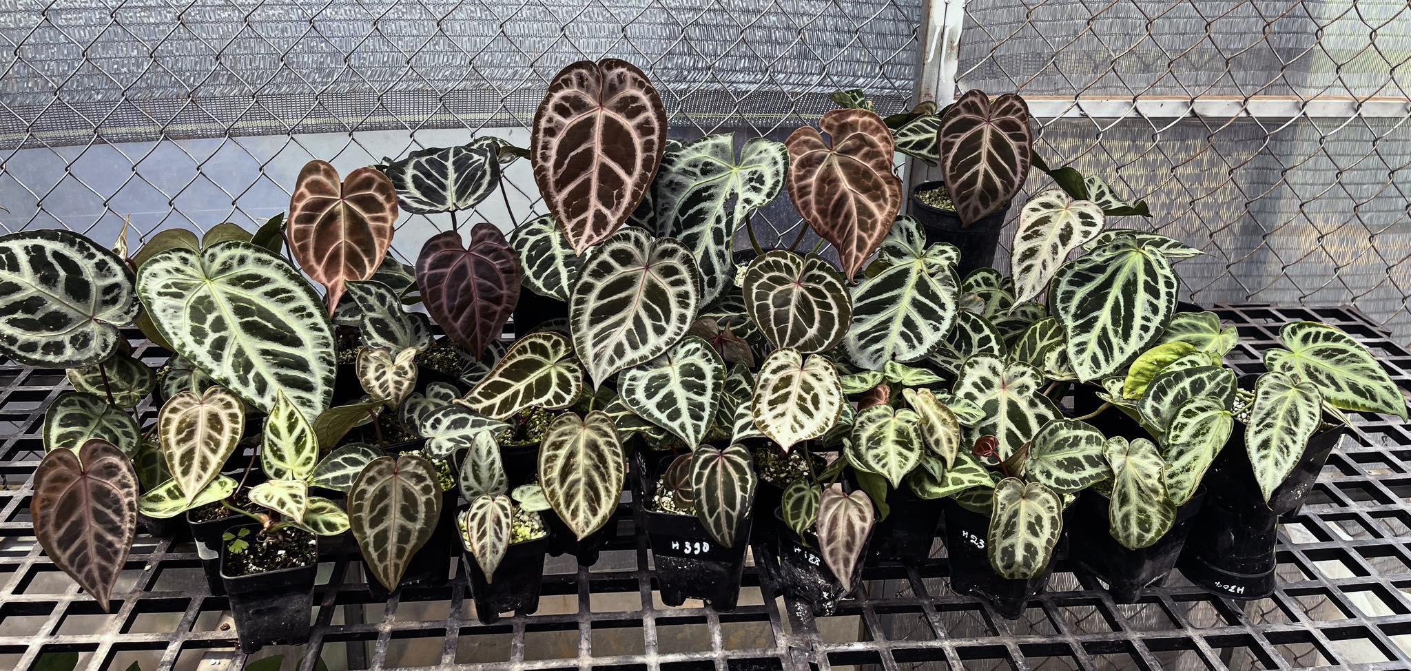 6am Araceae - A few mother plants, along with the genes... | Facebook