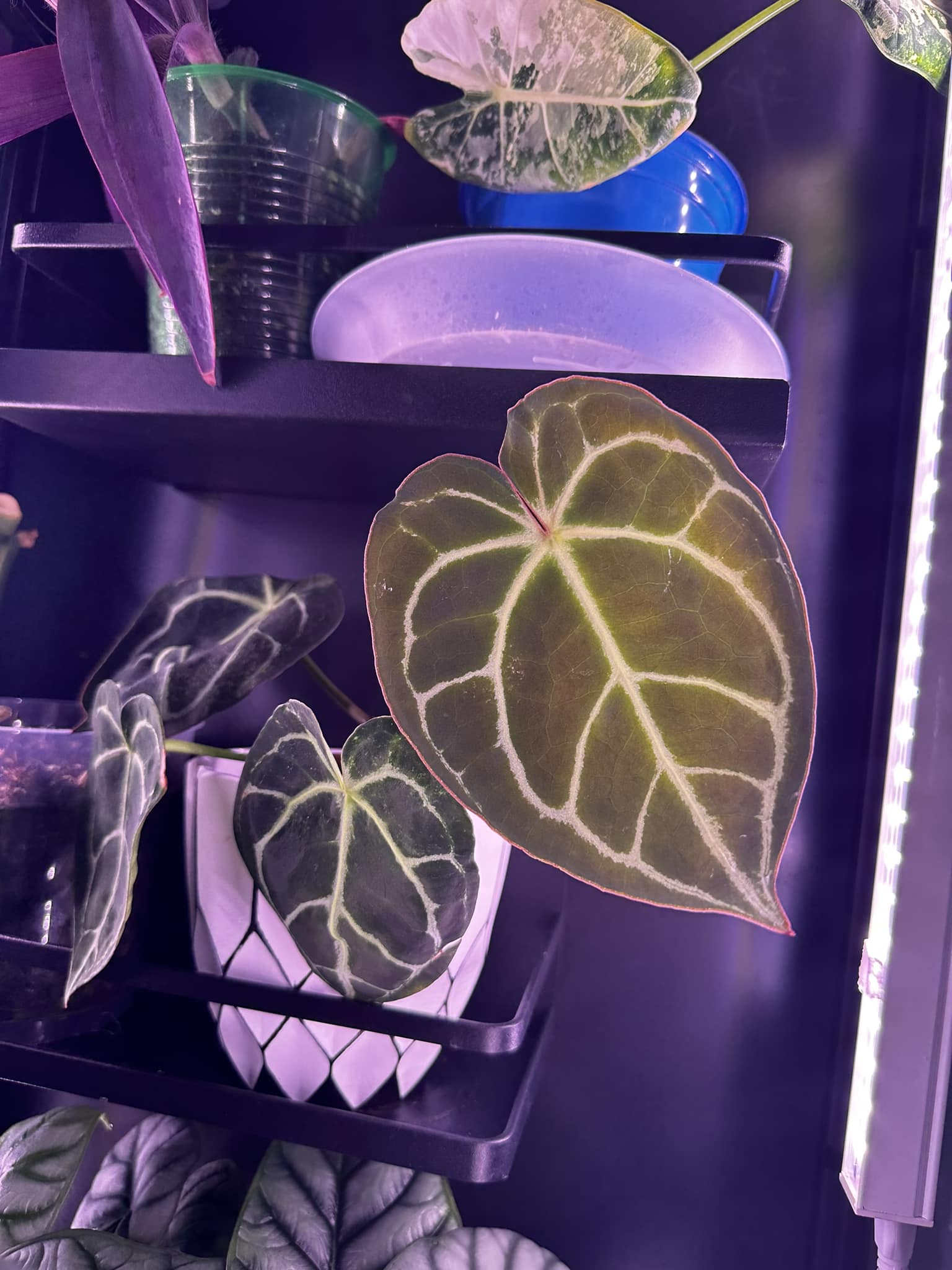 Loving this! The new shoot 💕 Anthurium Dorayaki Silver x SKG Pink