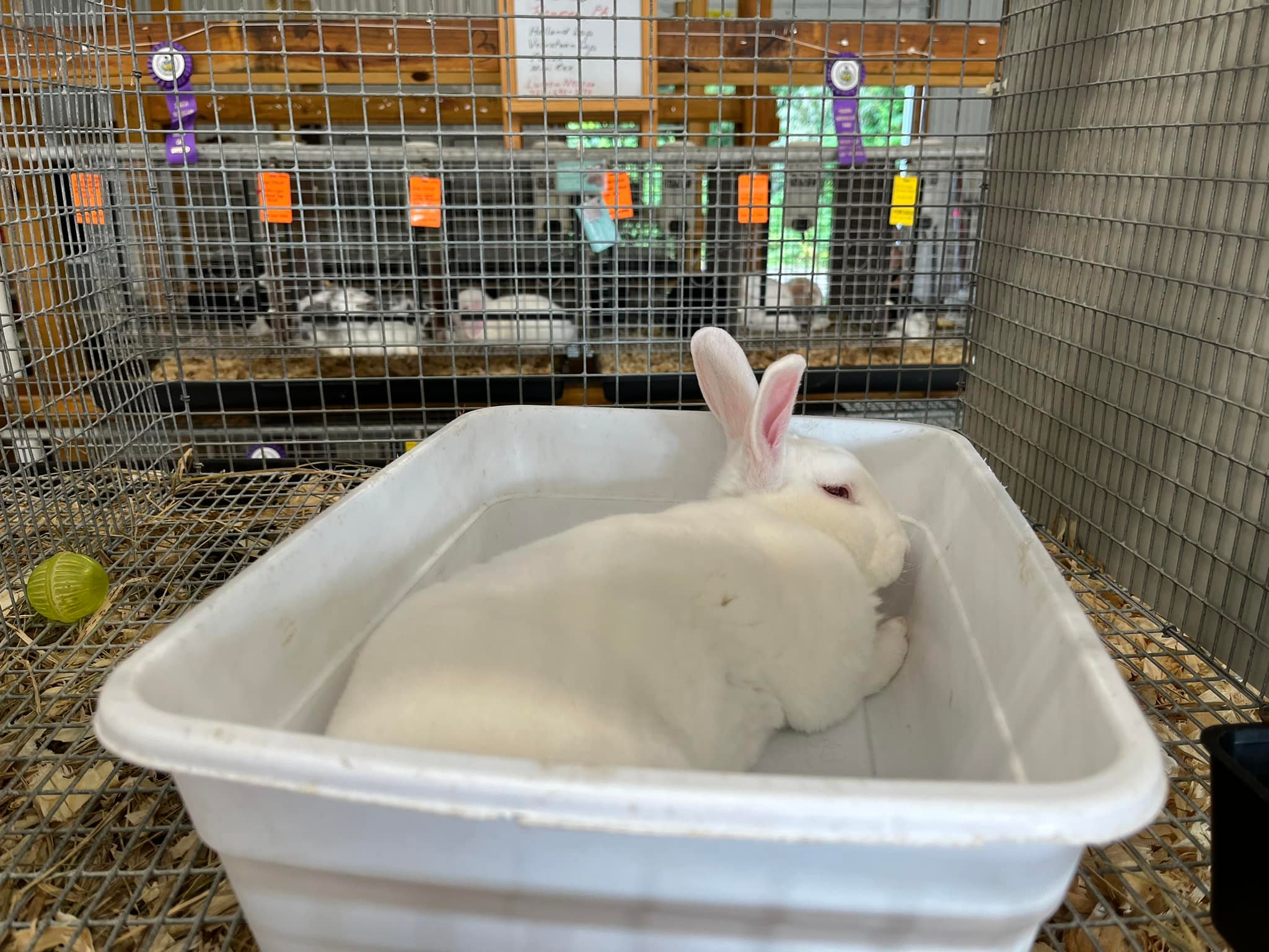 Adams County PA 4H Rabbit Club